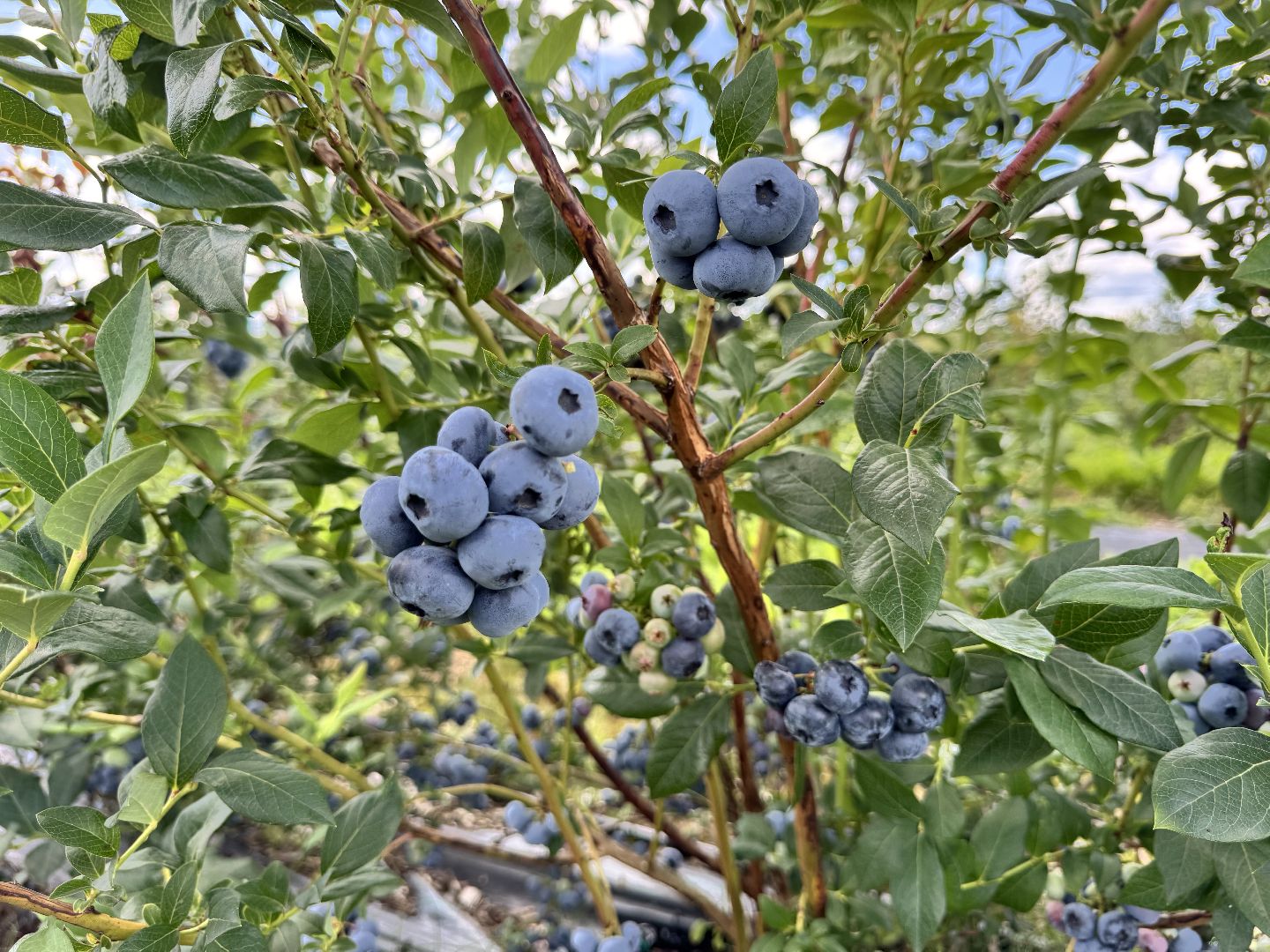 шаховская, плодопитомник, голубика, сбор урожая, сельское хозяйство,