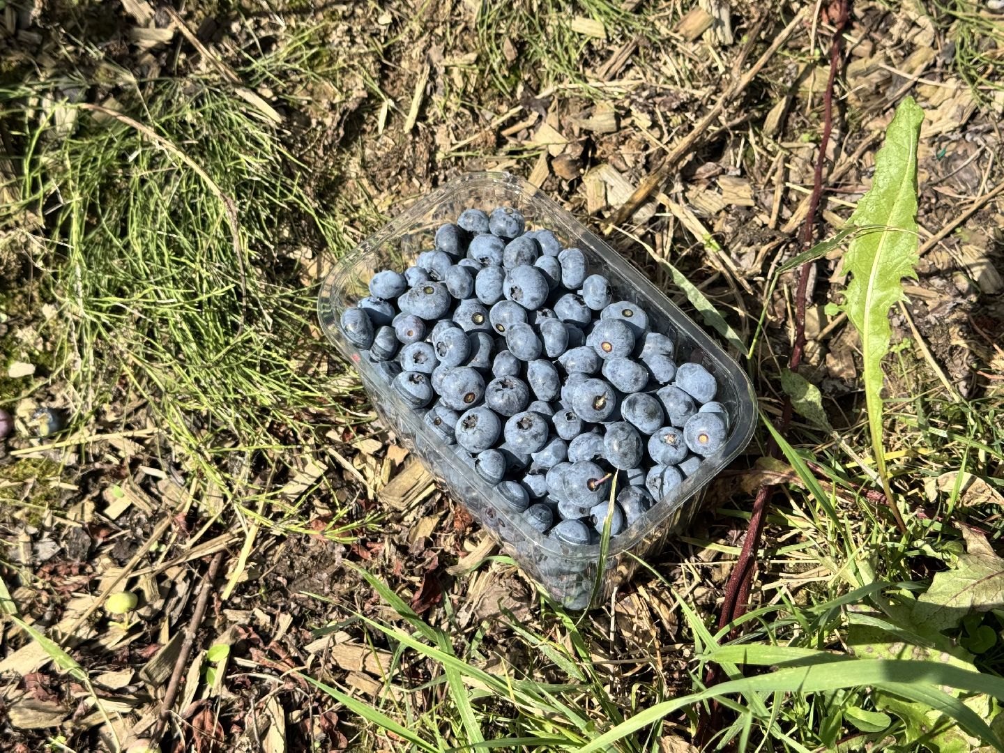 шаховская, плодопитомник, голубика, сбор урожая, сельское хозяйство,