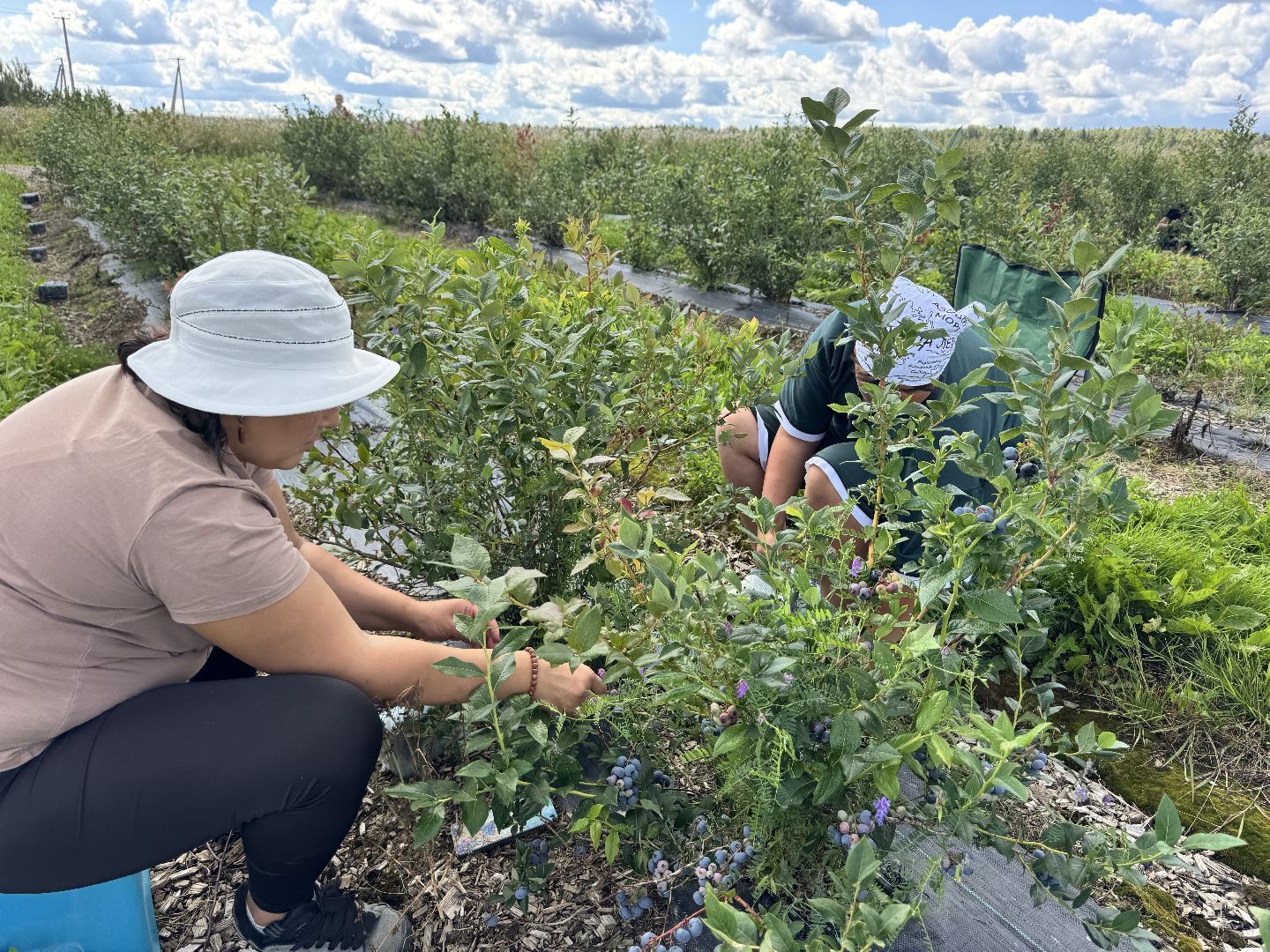 шаховская, плодопитомник, голубика, сбор урожая, сельское хозяйство,