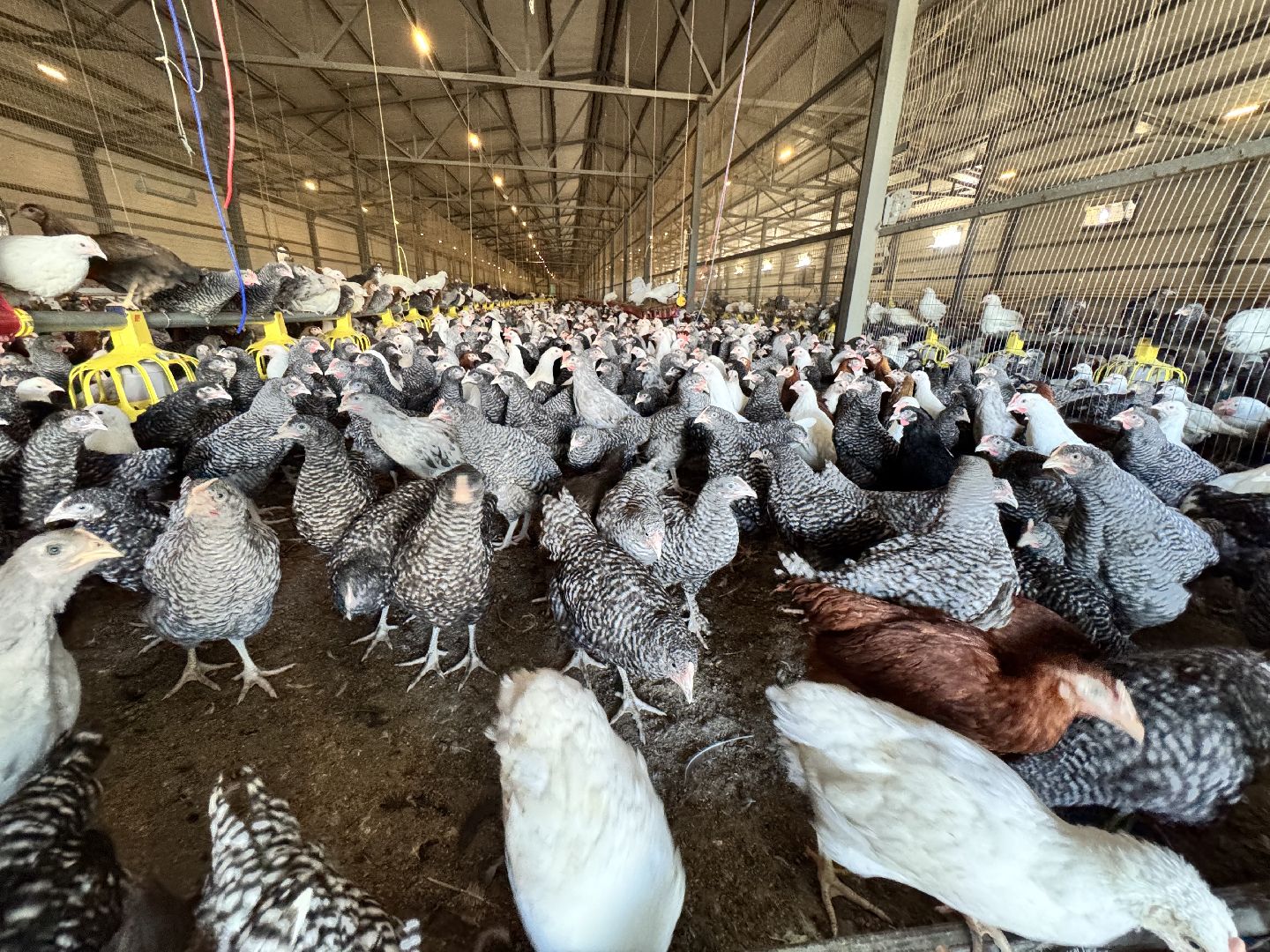 шаховская, репродуктор, птичники, куры, птицекомплекс,