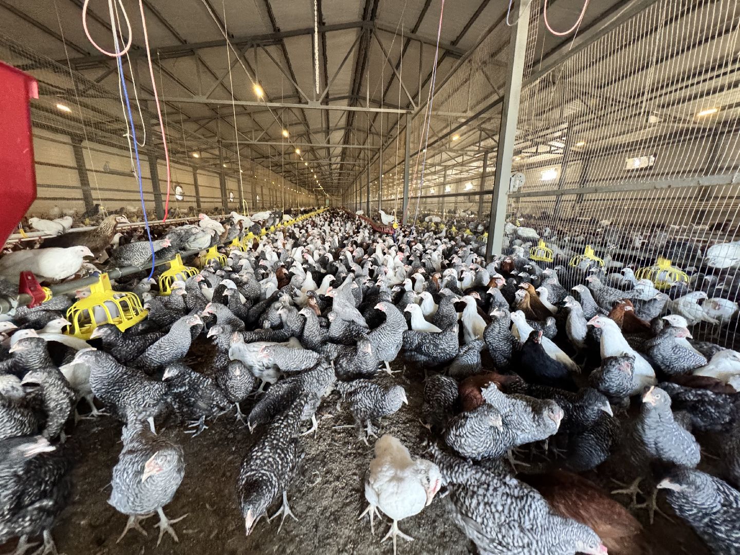 шаховская, репродуктор, птичники, куры, птицекомплекс,