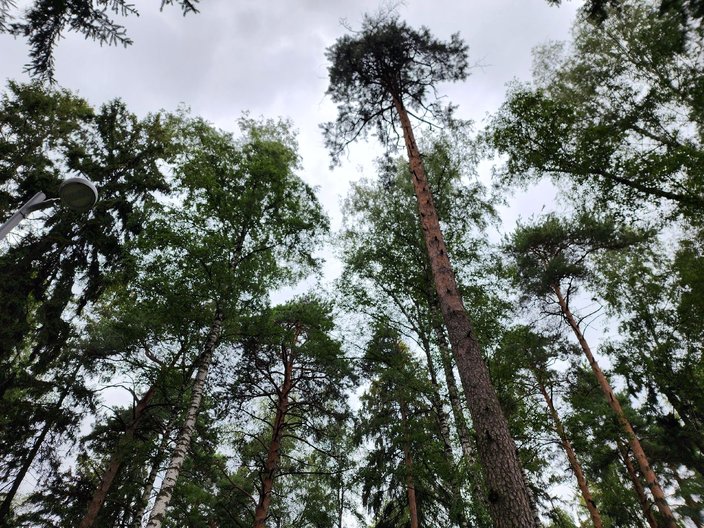 королёв, благоустройство , горзеленхозстрой,