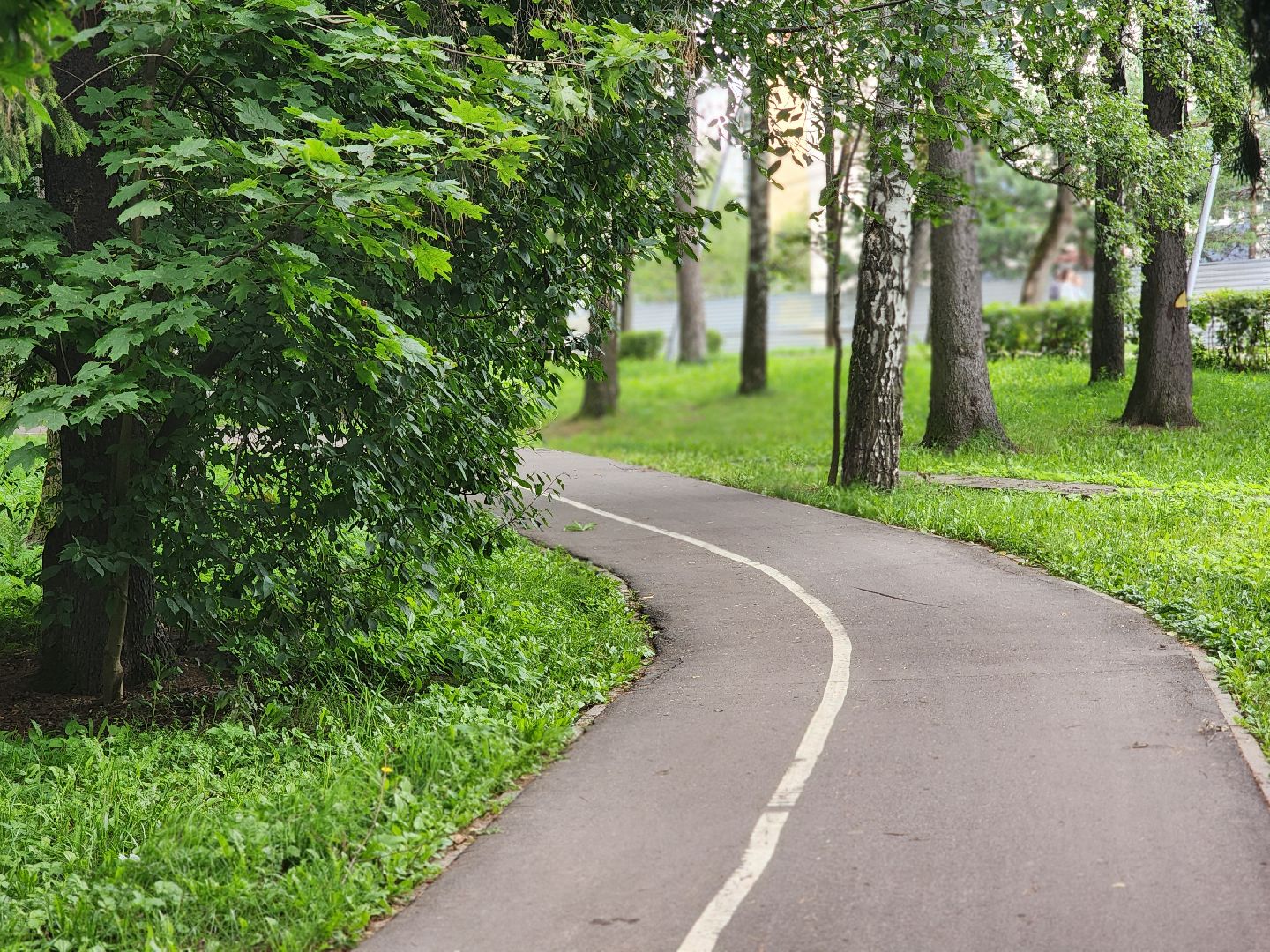 королёв, благоустройство , горзеленхозстрой,