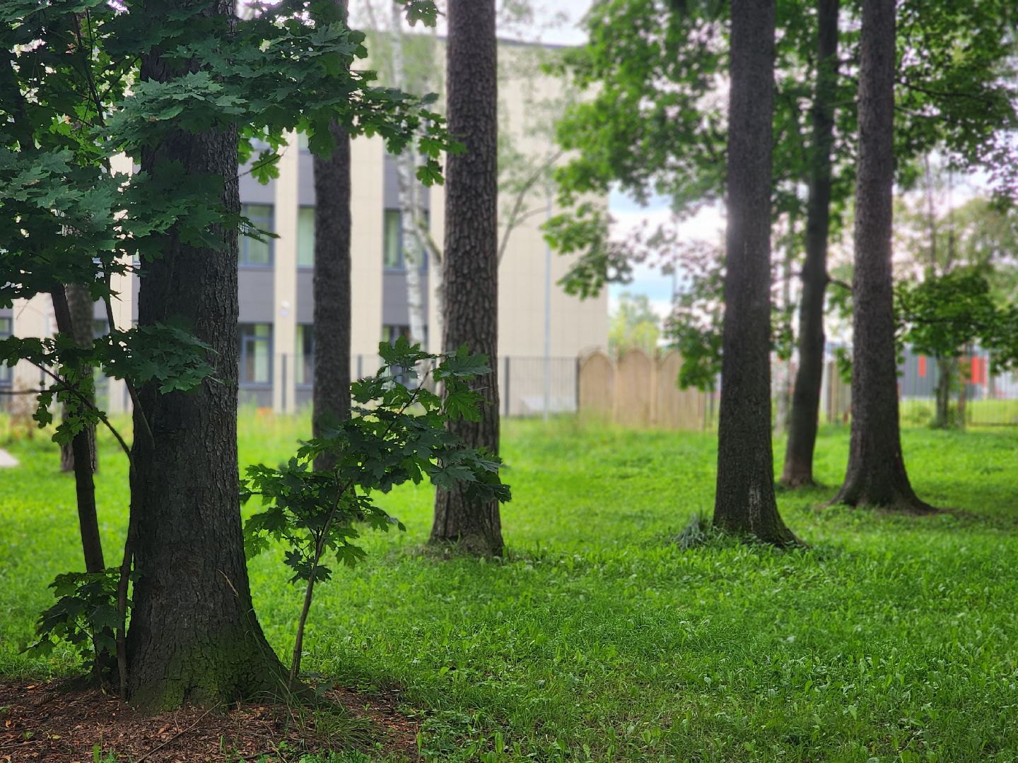 королёв, благоустройство , горзеленхозстрой,