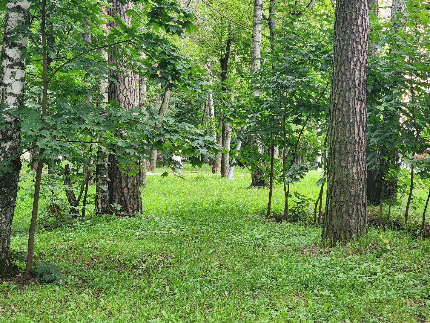 королёв, благоустройство , горзеленхозстрой,