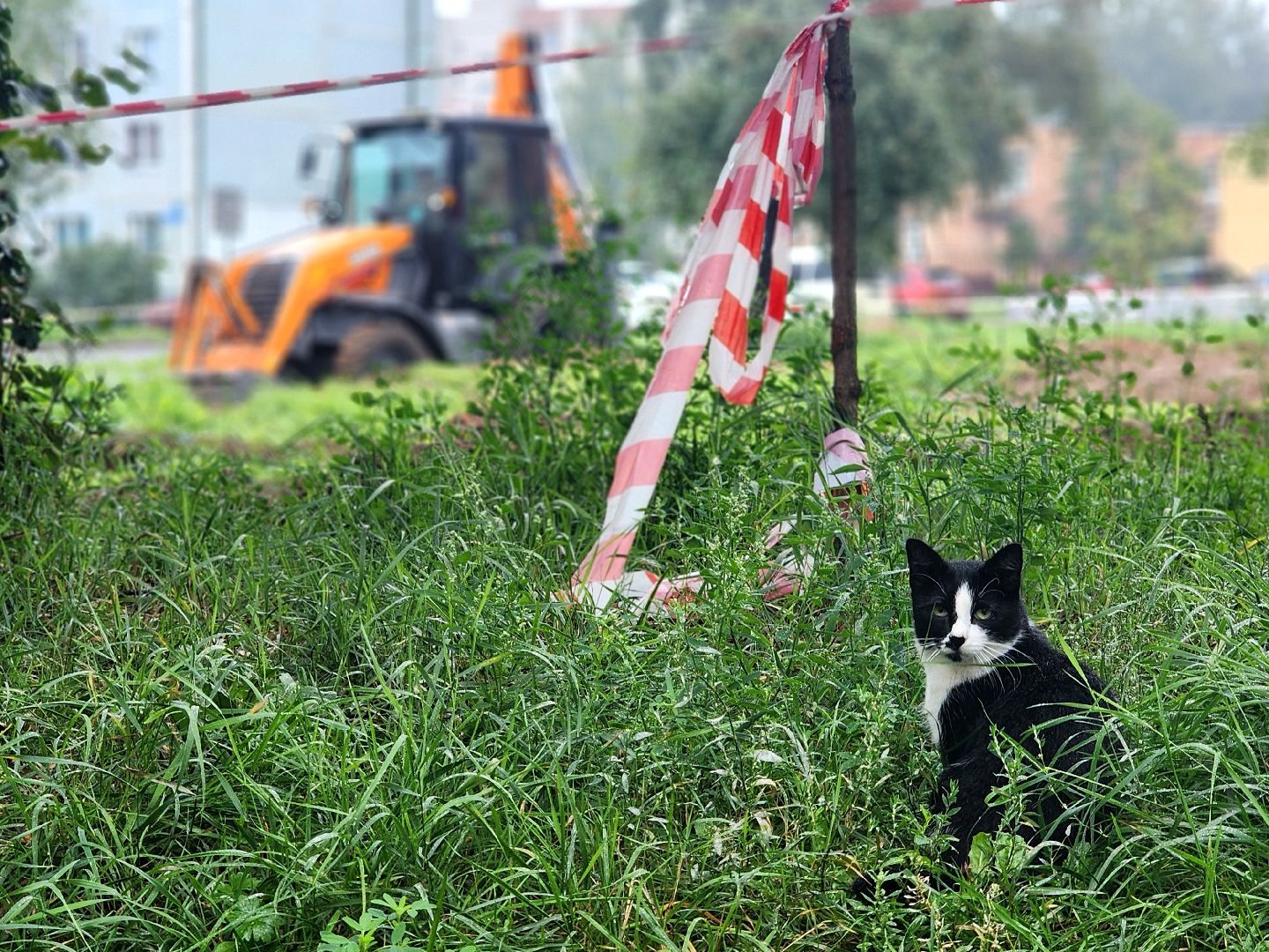 дубна, благоустройство, сквер,