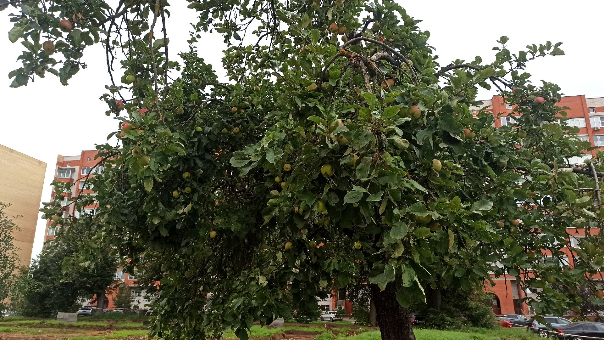 дубна, благоустройство, сквер,