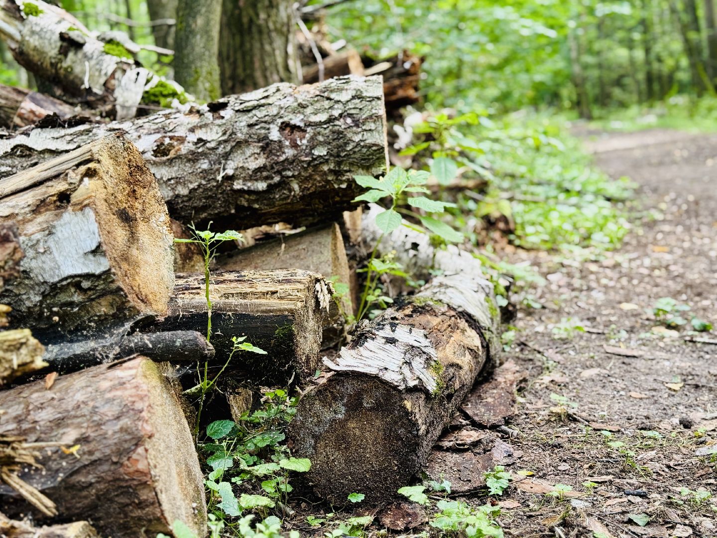 раменское, раменский парк, Усадьба Раменское, объект культурного наследия, Восьмидорожье, Зверинец,