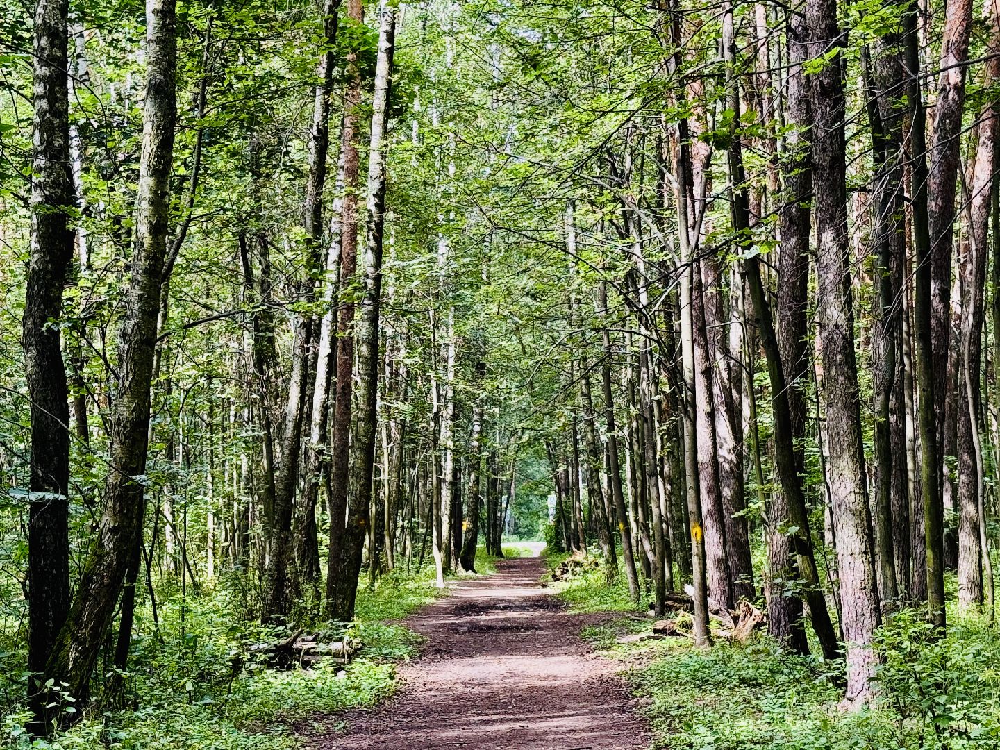 раменское, раменский парк, Усадьба Раменское, объект культурного наследия, Восьмидорожье, Зверинец,