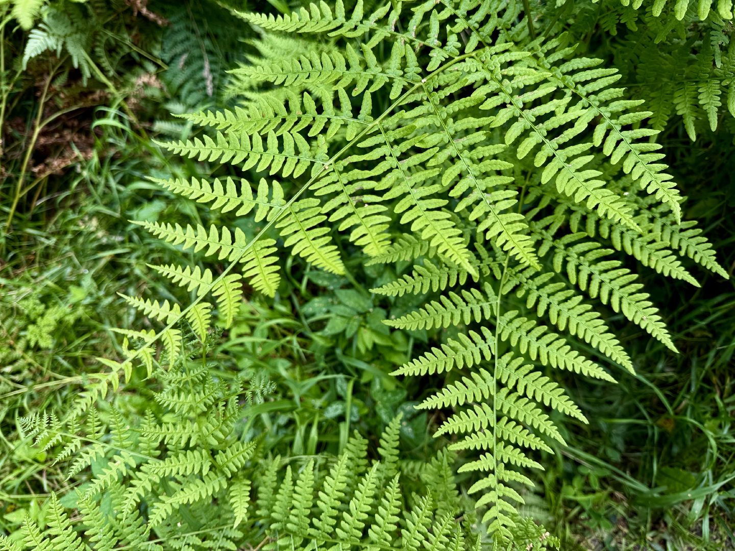 раменское, раменский парк, Усадьба Раменское, объект культурного наследия, Восьмидорожье, Зверинец,