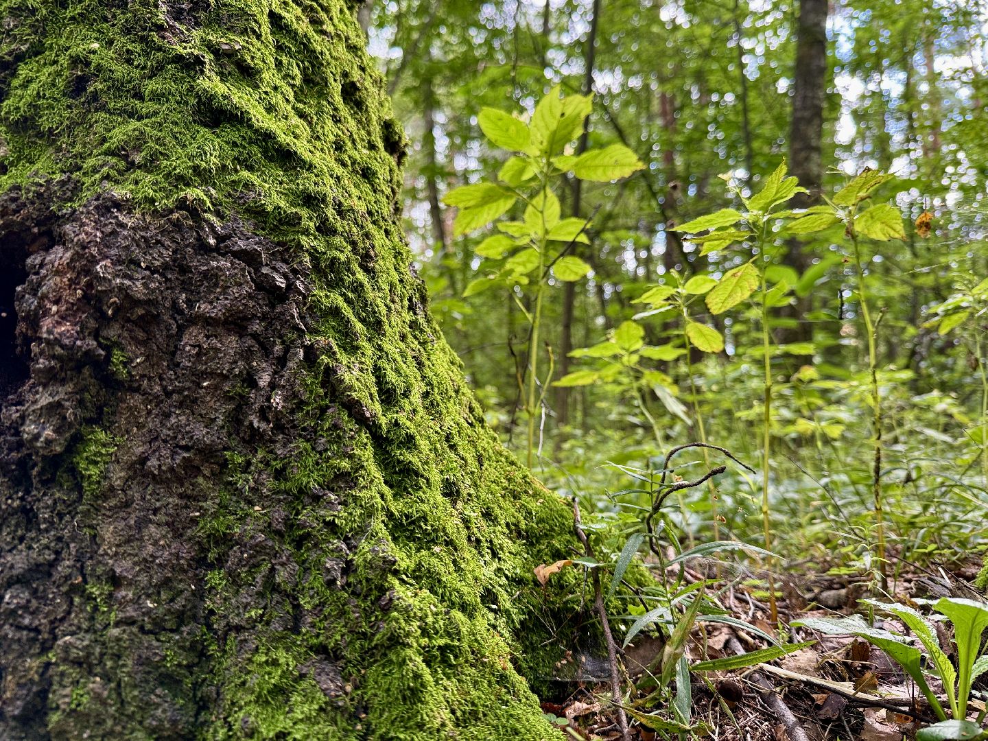 раменское, раменский парк, Усадьба Раменское, объект культурного наследия, Восьмидорожье, Зверинец,