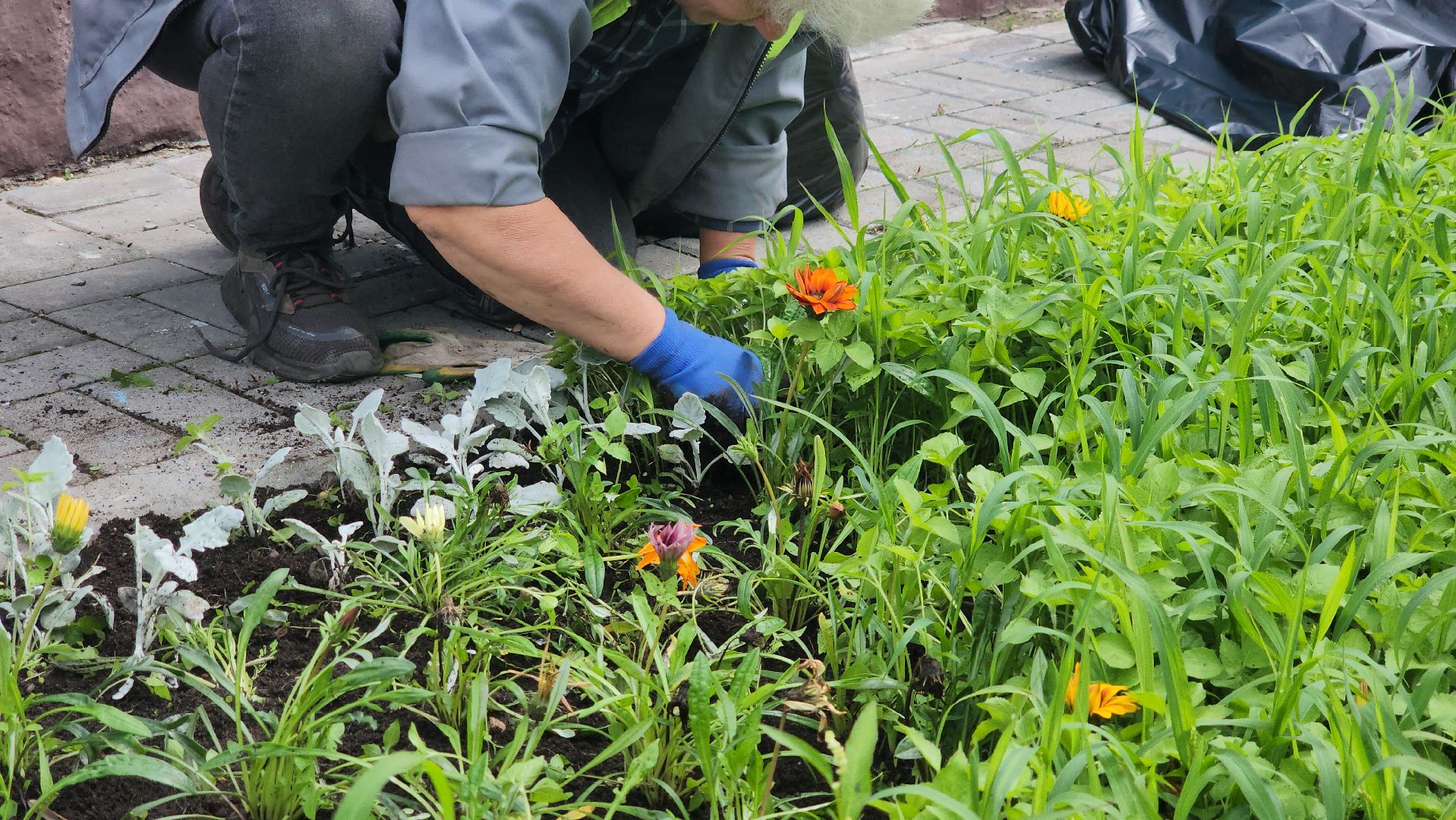 щёлково, чкаловский, Прополка клумбы, Уход за цветами,