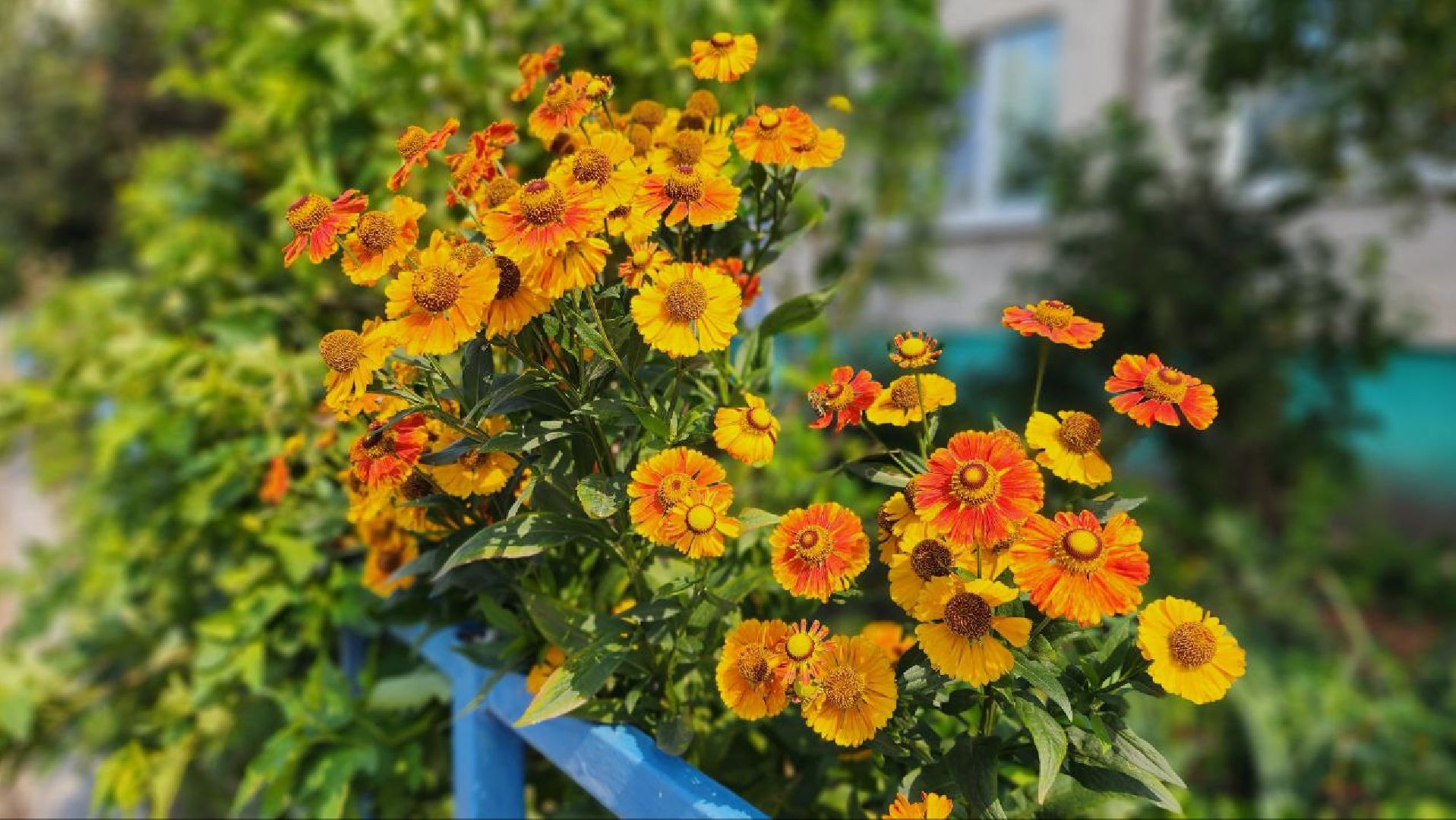 луховицы, благоустройство, красная пойма,