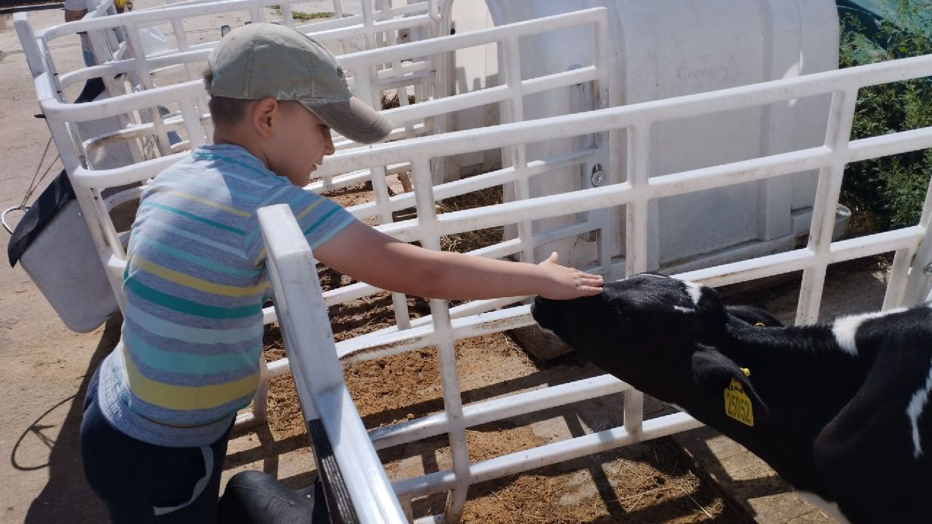 ивантеевка, ферма цветковых, экскурсия, дети с особенностями развития, центр социального обслуживания, животные на ферме,социализация детей,коровы,