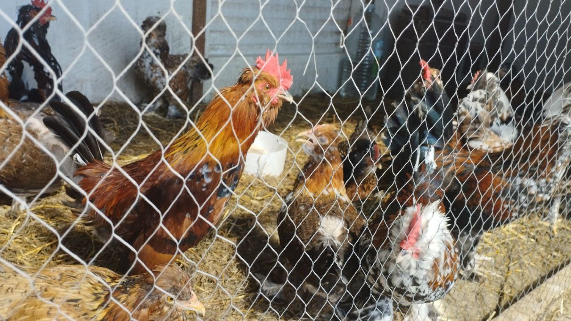 ивантеевка, ферма цветковых, экскурсия, дети с особенностями развития, центр социального обслуживания, животные на ферме,социализация детей,коровы,