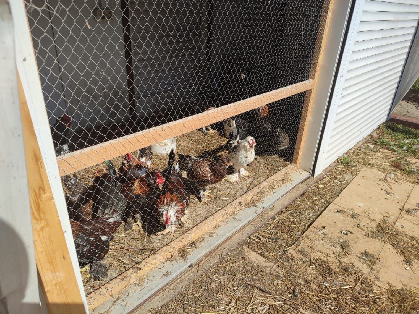 ивантеевка, ферма цветковых, экскурсия, дети с особенностями развития, центр социального обслуживания, животные на ферме,социализация детей,коровы,