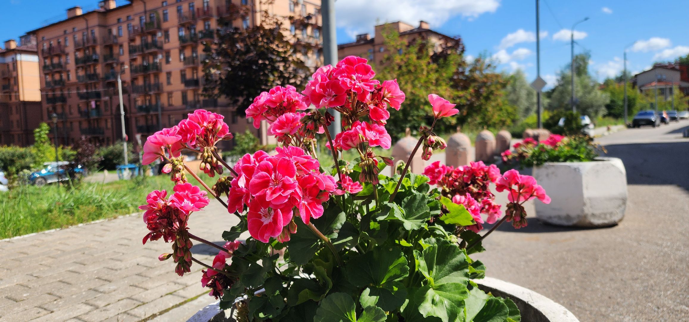 Химки, цветоводство, Природа, Фауна,