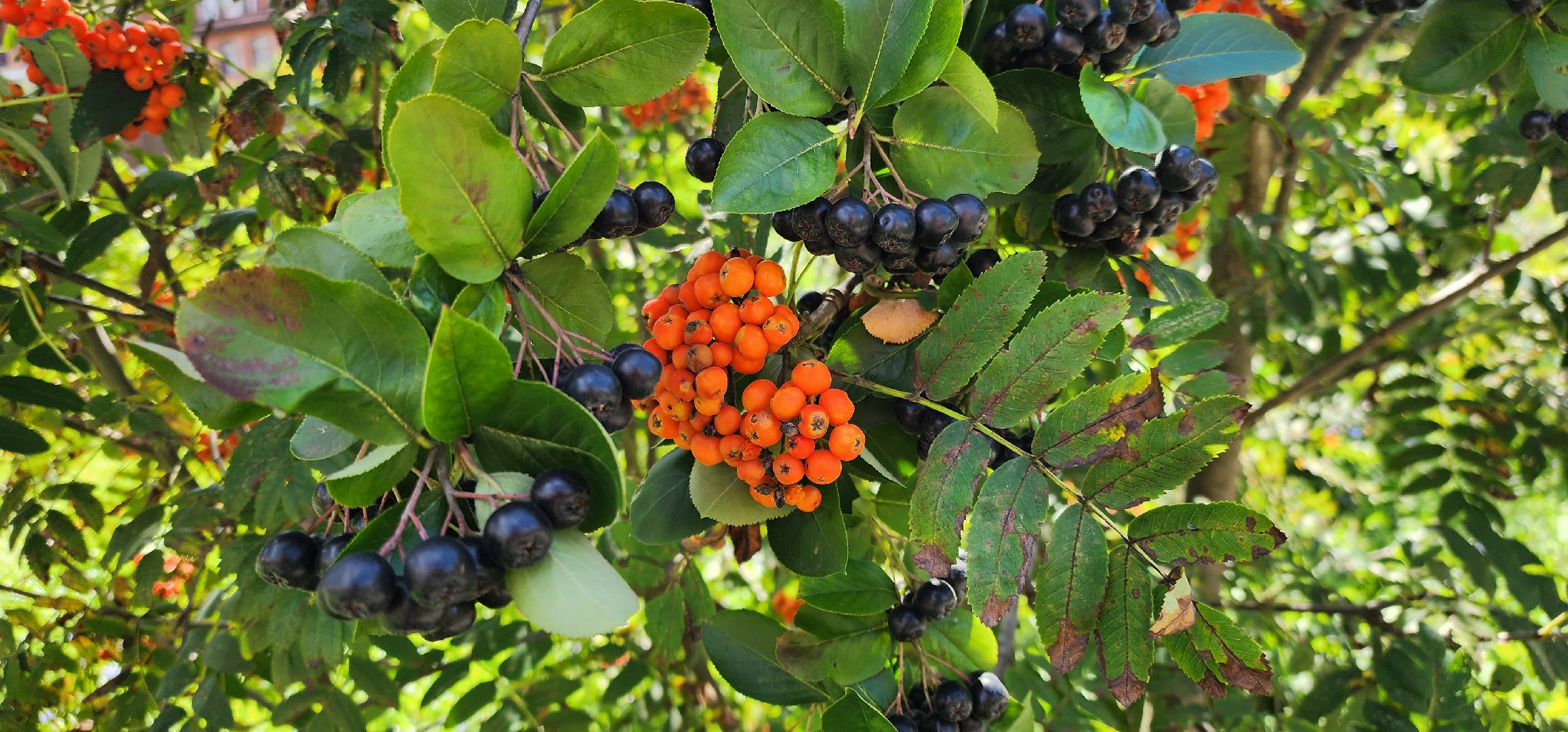 Химки, цветоводство, Природа, Фауна,