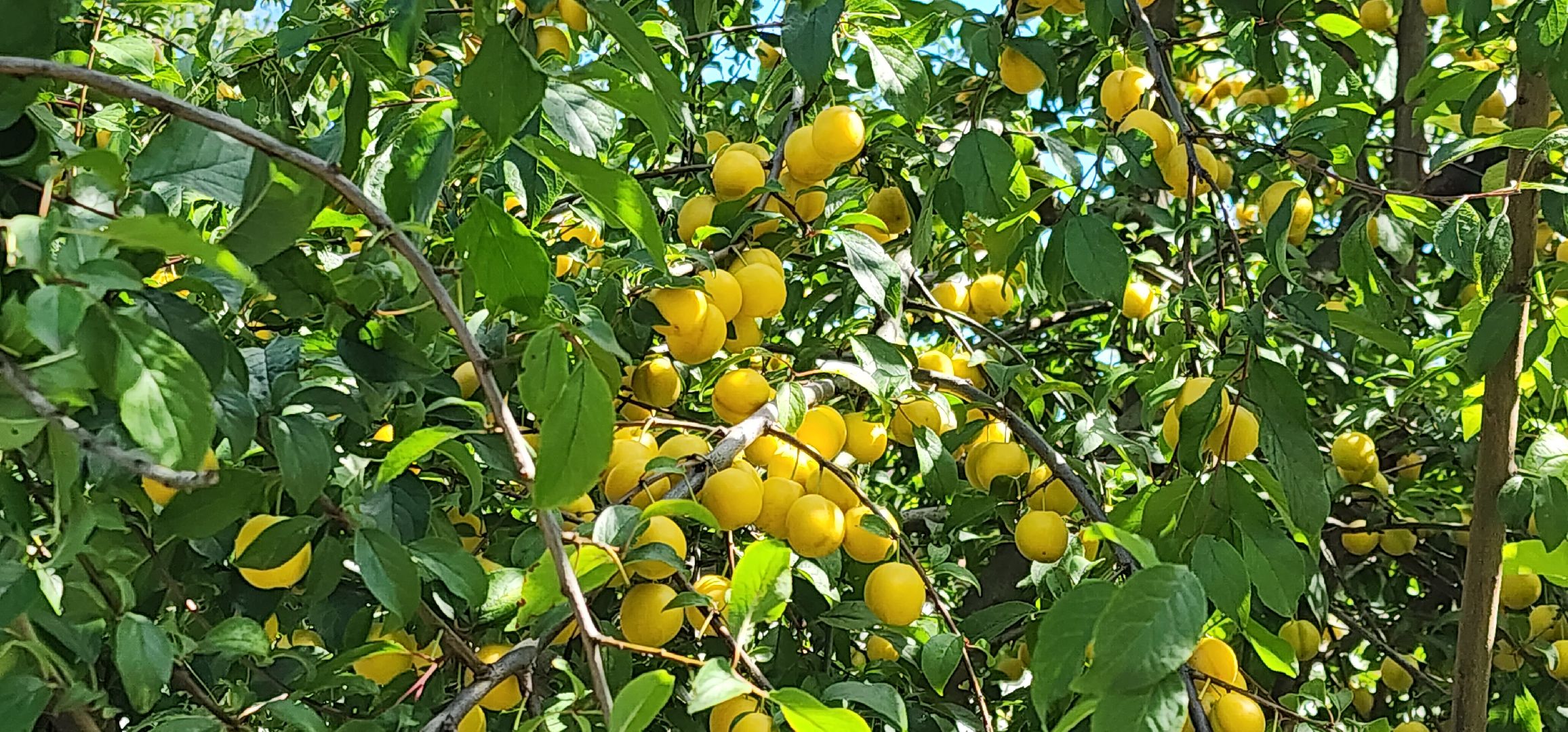 Химки, цветоводство, Природа, Фауна,