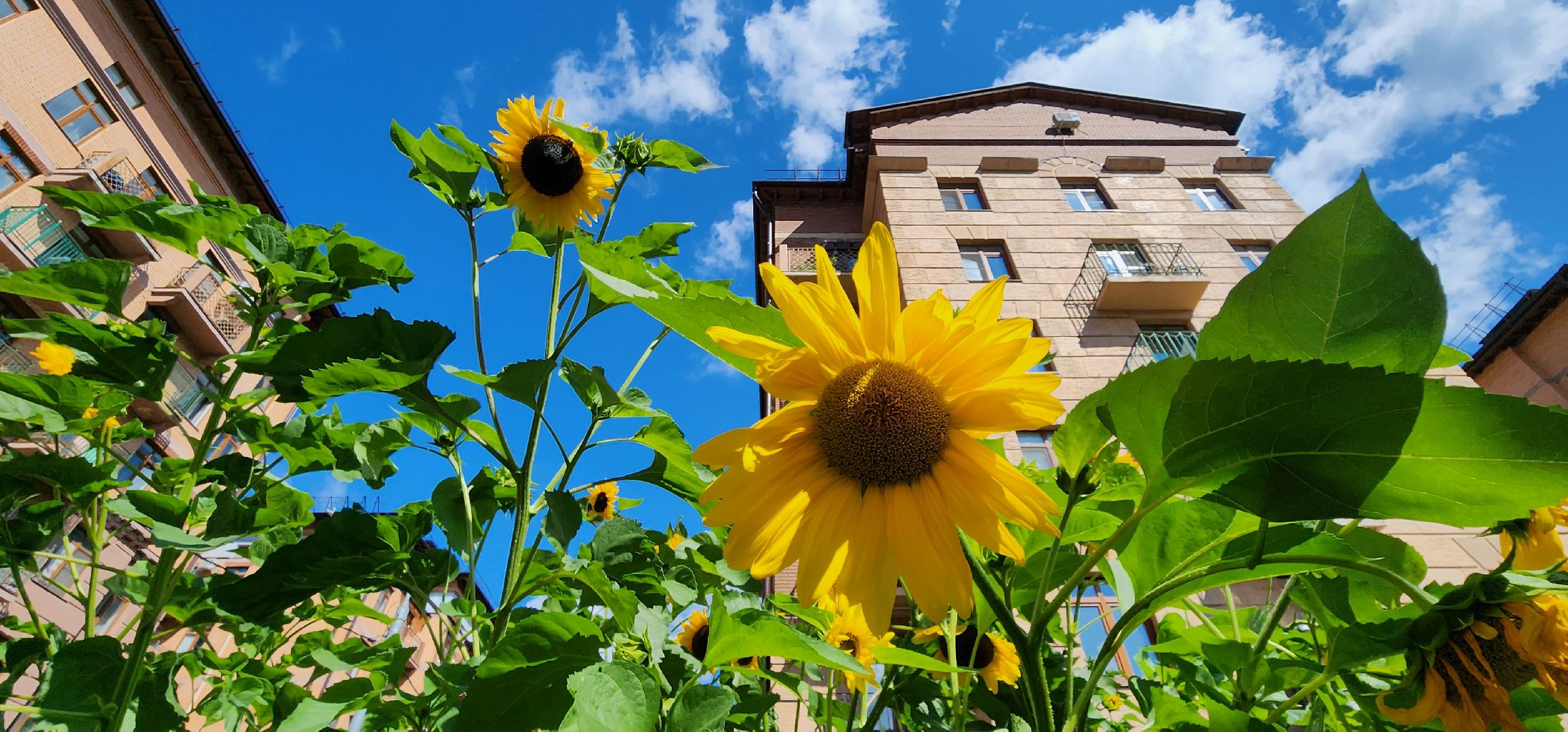 Химки, цветоводство, Природа, Фауна,