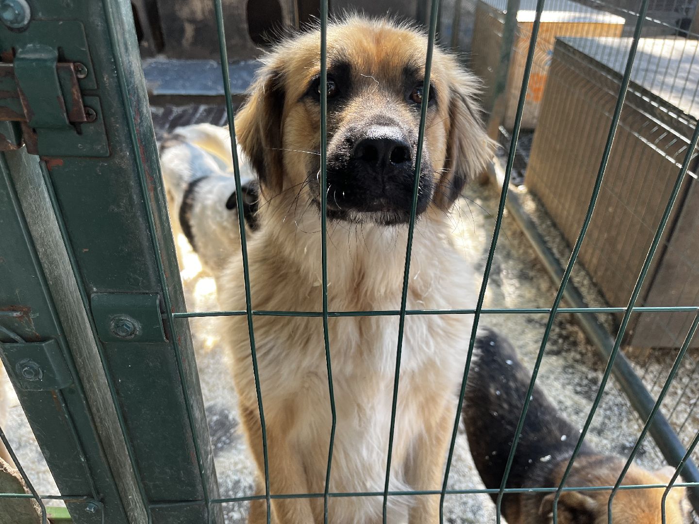 воскресенск, приют для бездомных животных,  волонтерская помощь,