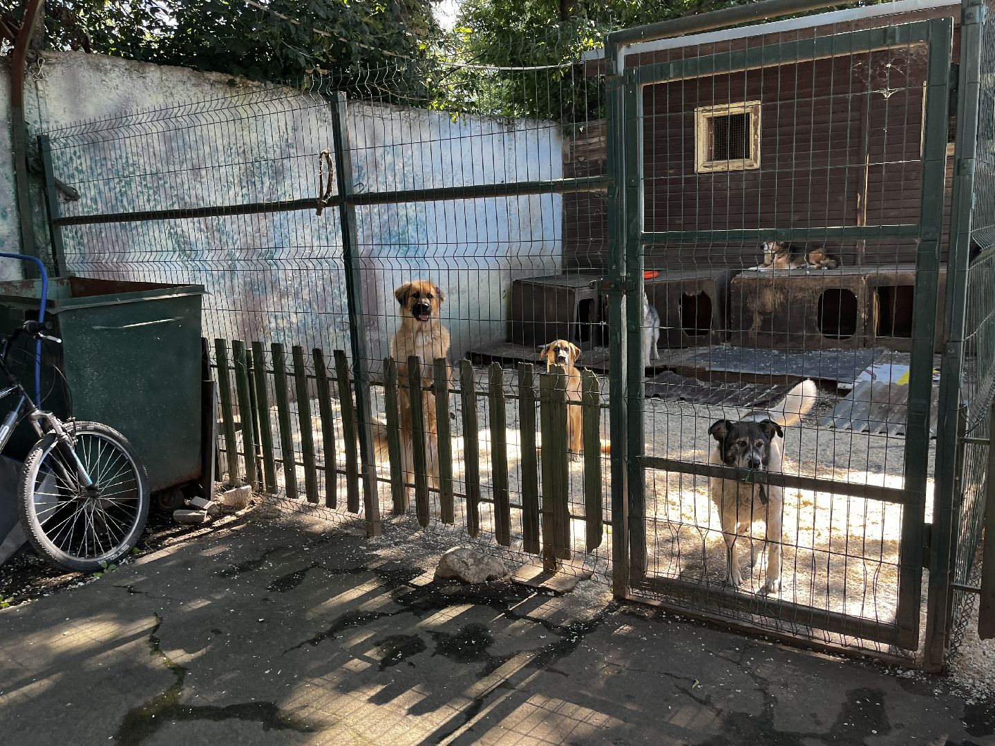 воскресенск, приют для бездомных животных,  волонтерская помощь,