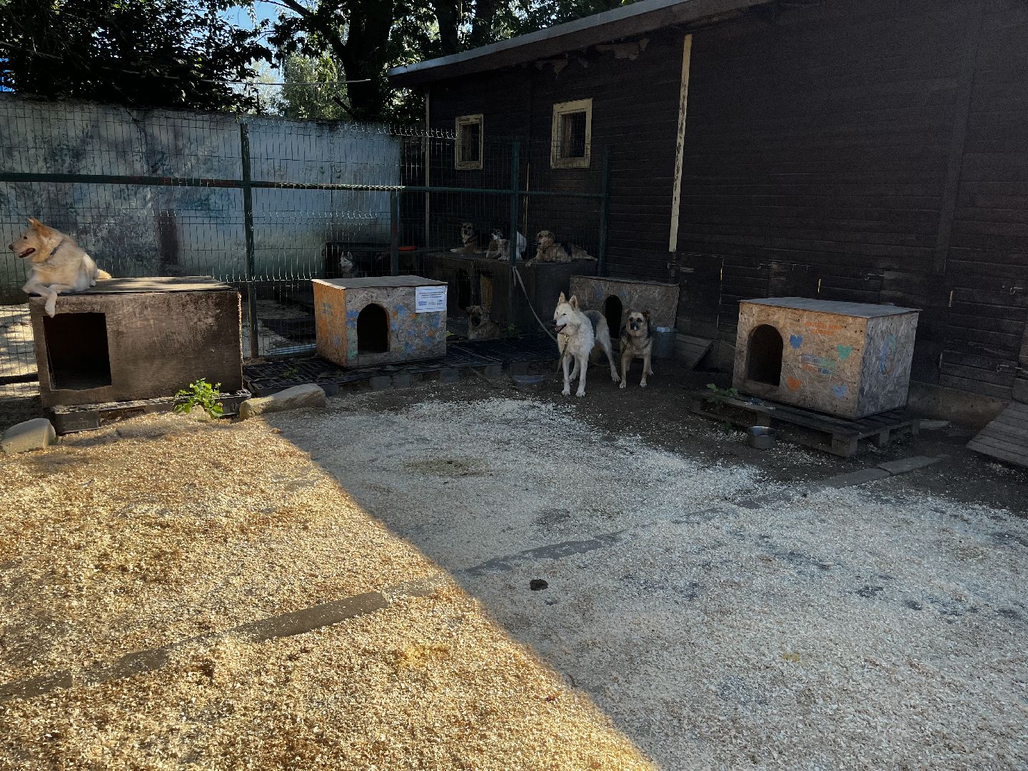 воскресенск, приют для бездомных животных,  волонтерская помощь,