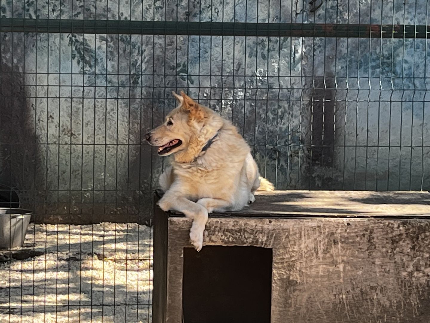 воскресенск, приют для бездомных животных,  волонтерская помощь,