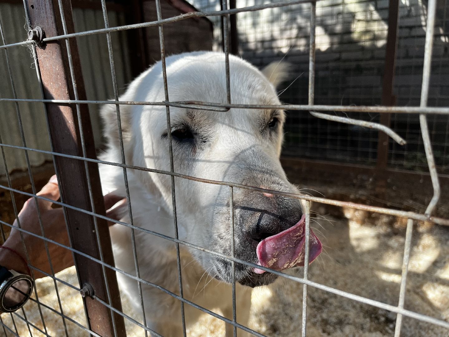 воскресенск, приют для бездомных животных,  волонтерская помощь,