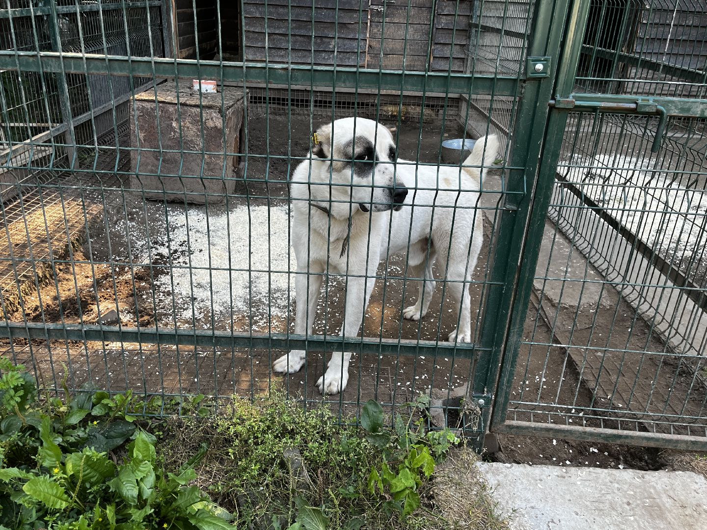 воскресенск, приют для бездомных животных,  волонтерская помощь,