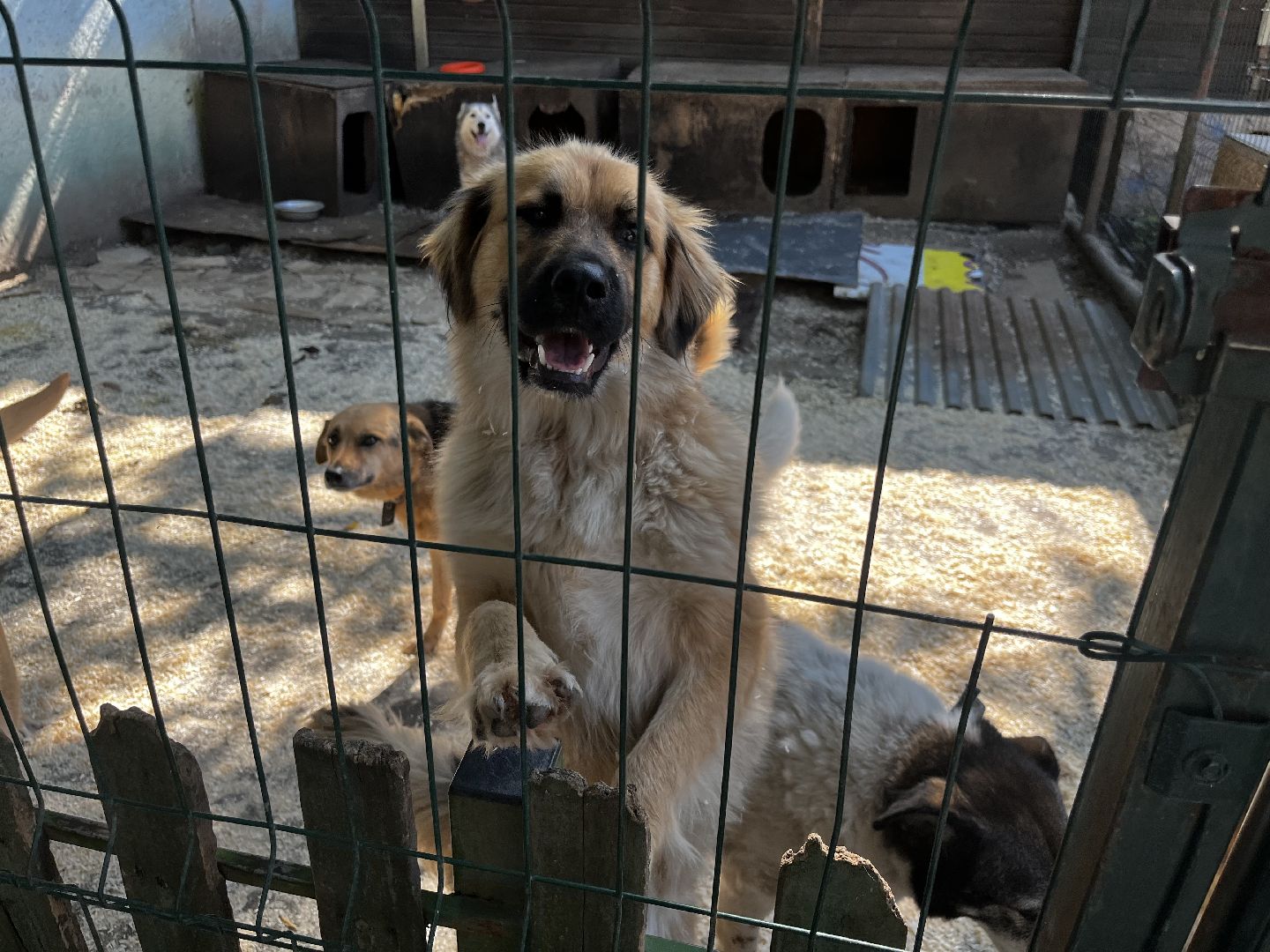 воскресенск, приют для бездомных животных,  волонтерская помощь,