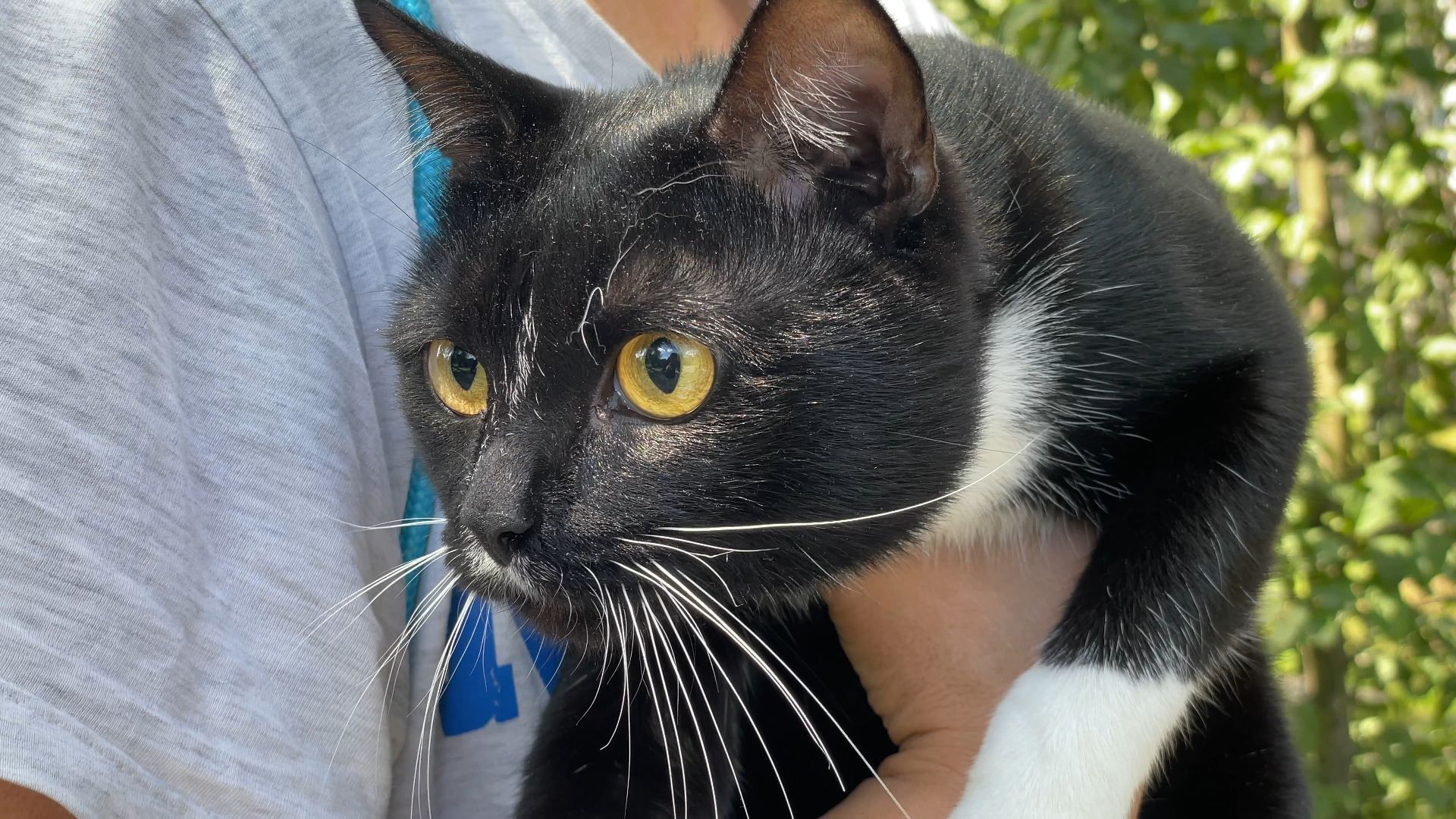 вакцинация животных от бешенства в Балашихе, Балашиха,