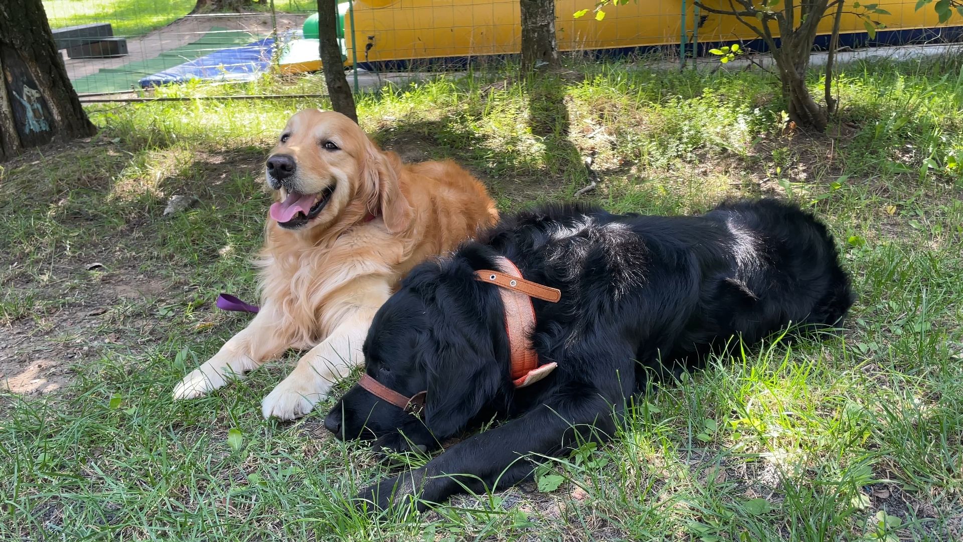 вакцинация животных от бешенства в Балашихе, Балашиха,