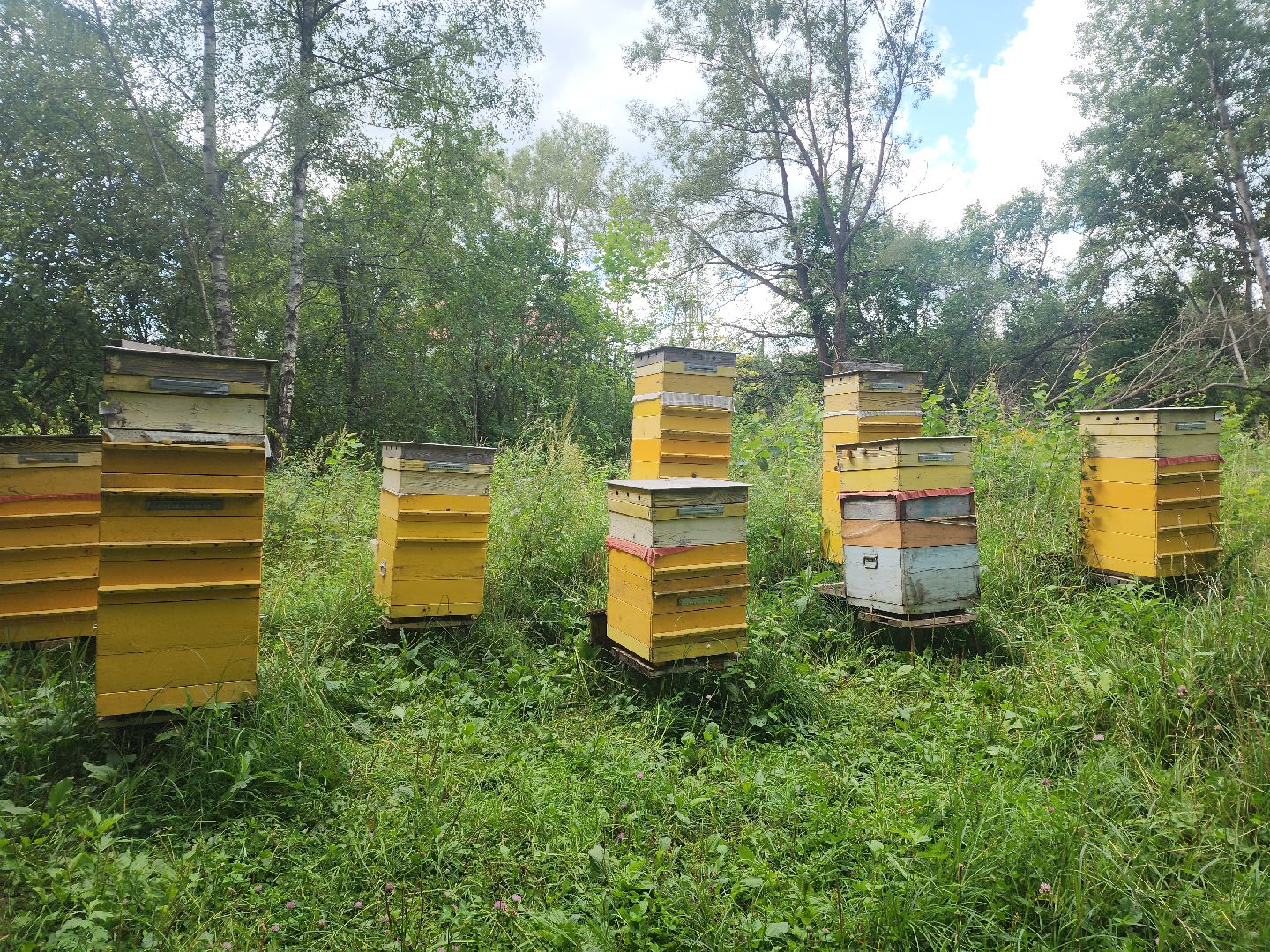 пущино, общество, серпухов, пчеловод,