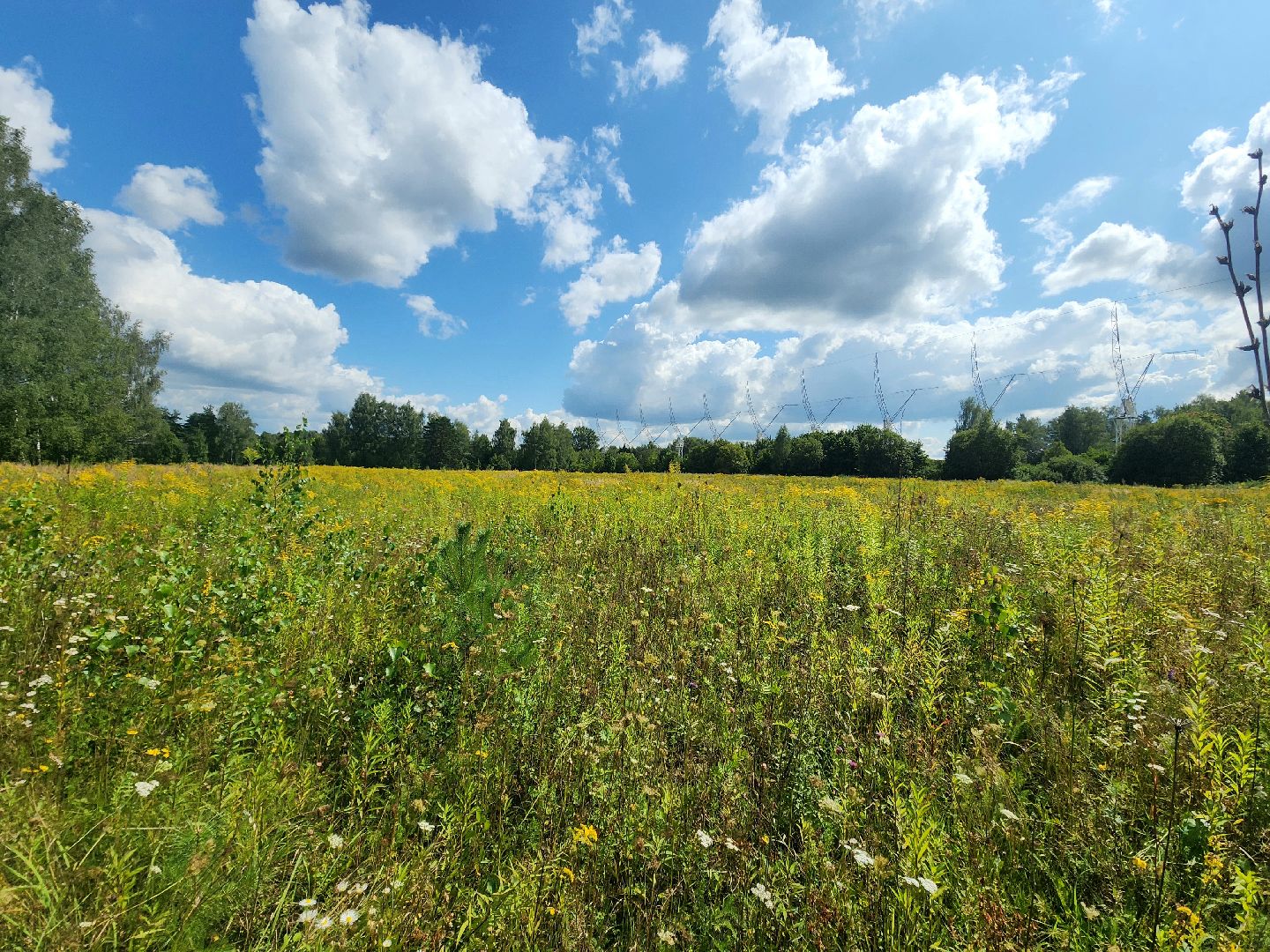 пущино, общество, серпухов, пчеловод,