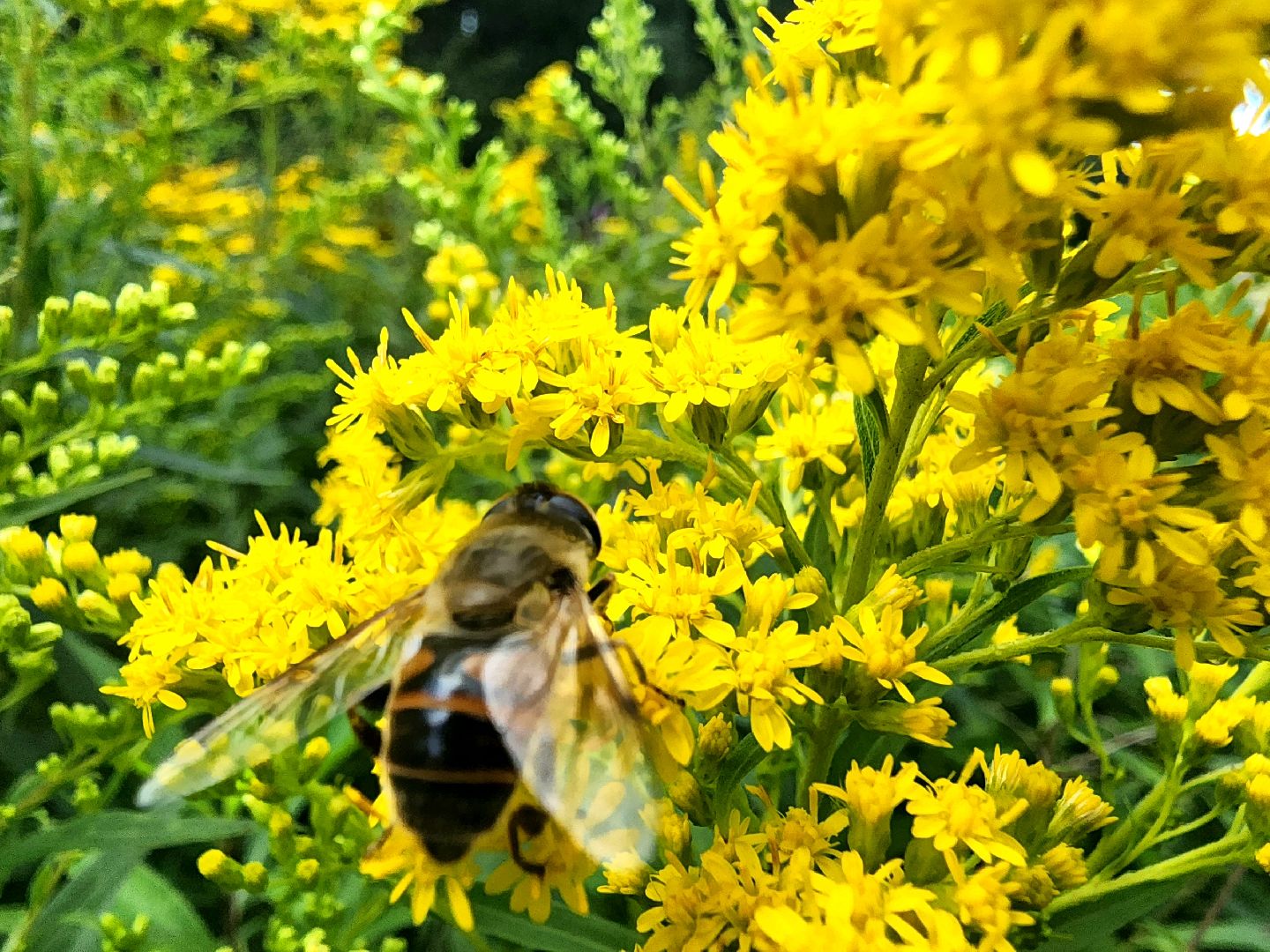 пущино, общество, серпухов, пчеловод,