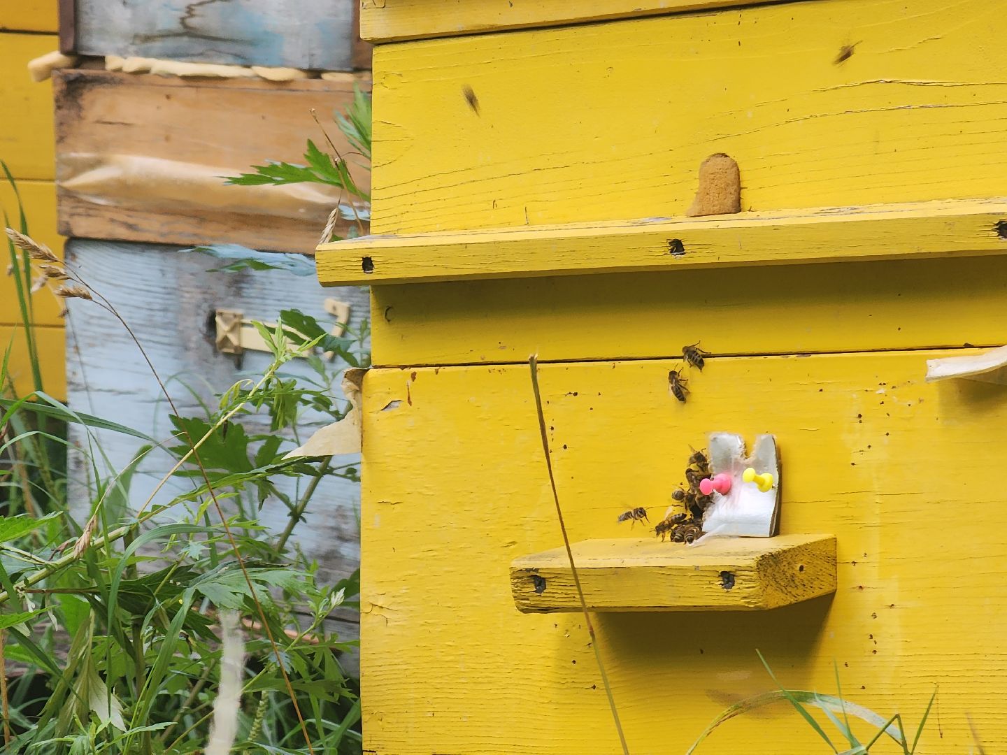 пущино, общество, серпухов, пчеловод,