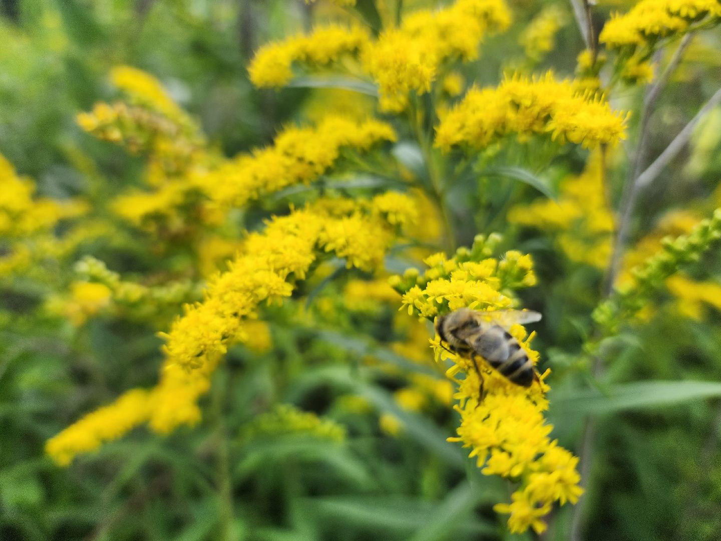 пущино, общество, серпухов, пчеловод,