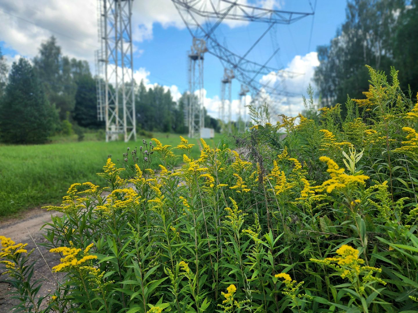 пущино, общество, серпухов, пчеловод,