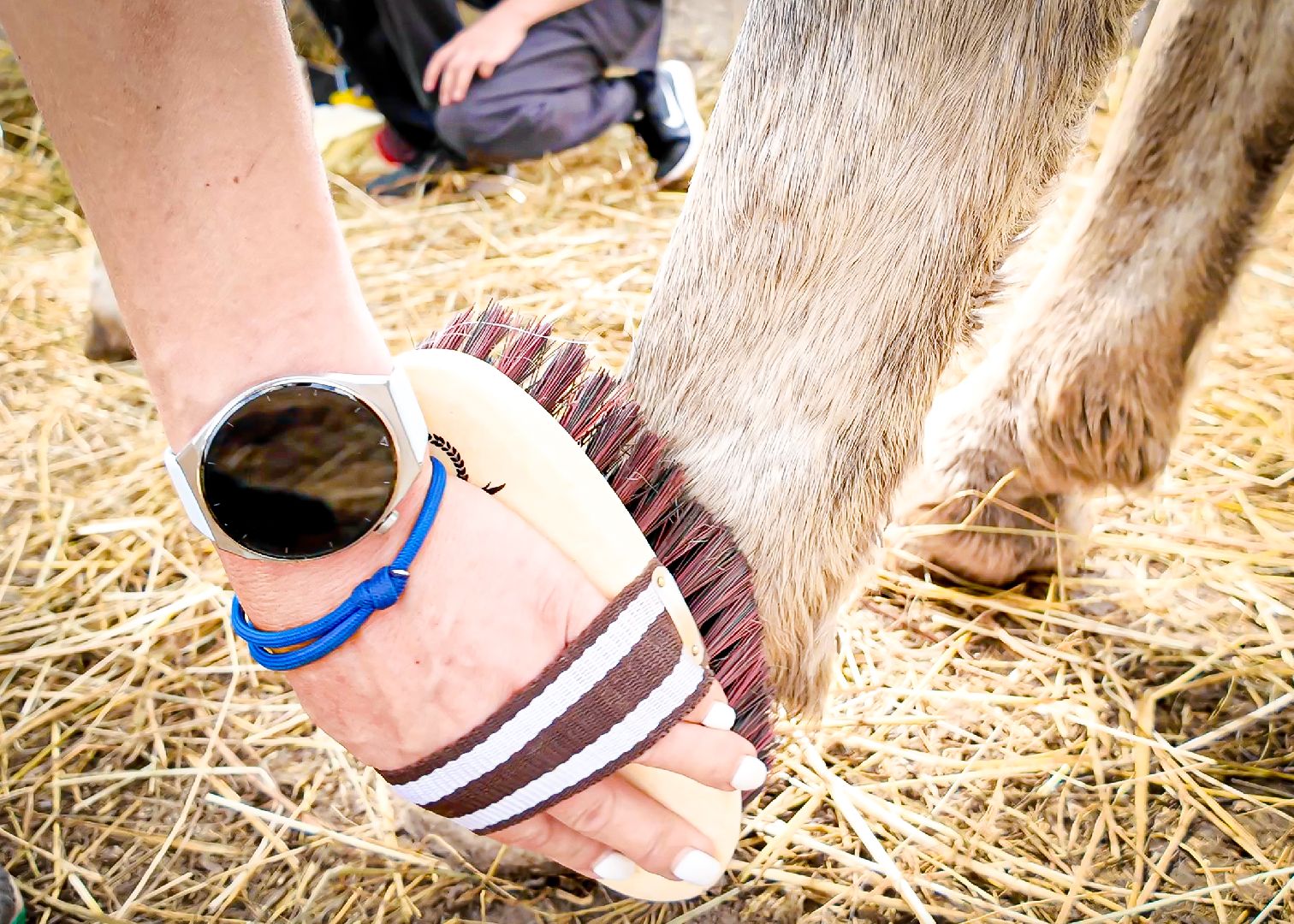 клин, общество, приюты, волонтеры,  благотворительность, помощь животным,