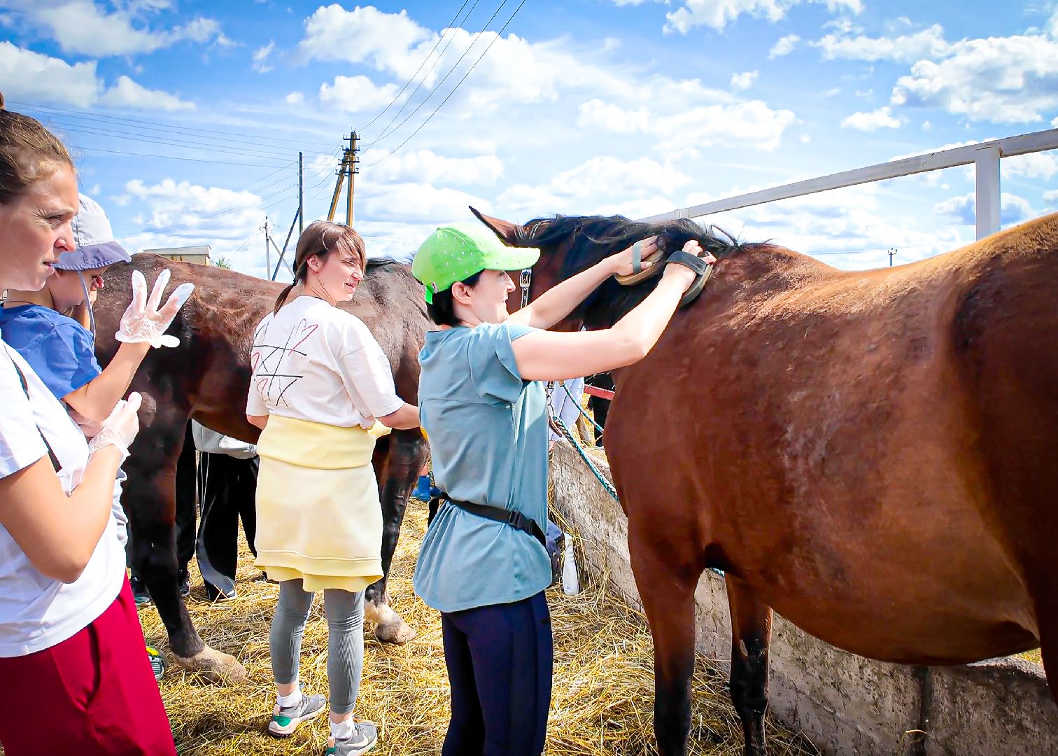 клин, общество, приюты, волонтеры,  благотворительность, помощь животным,