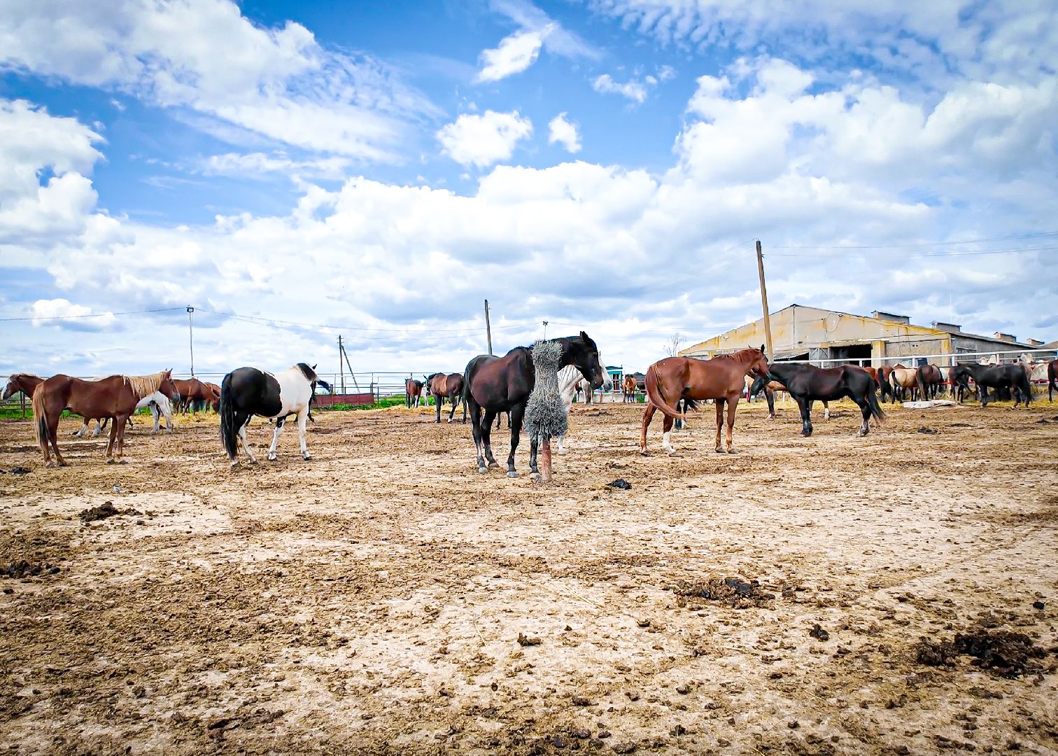 клин, общество, приюты, волонтеры,  благотворительность, помощь животным,