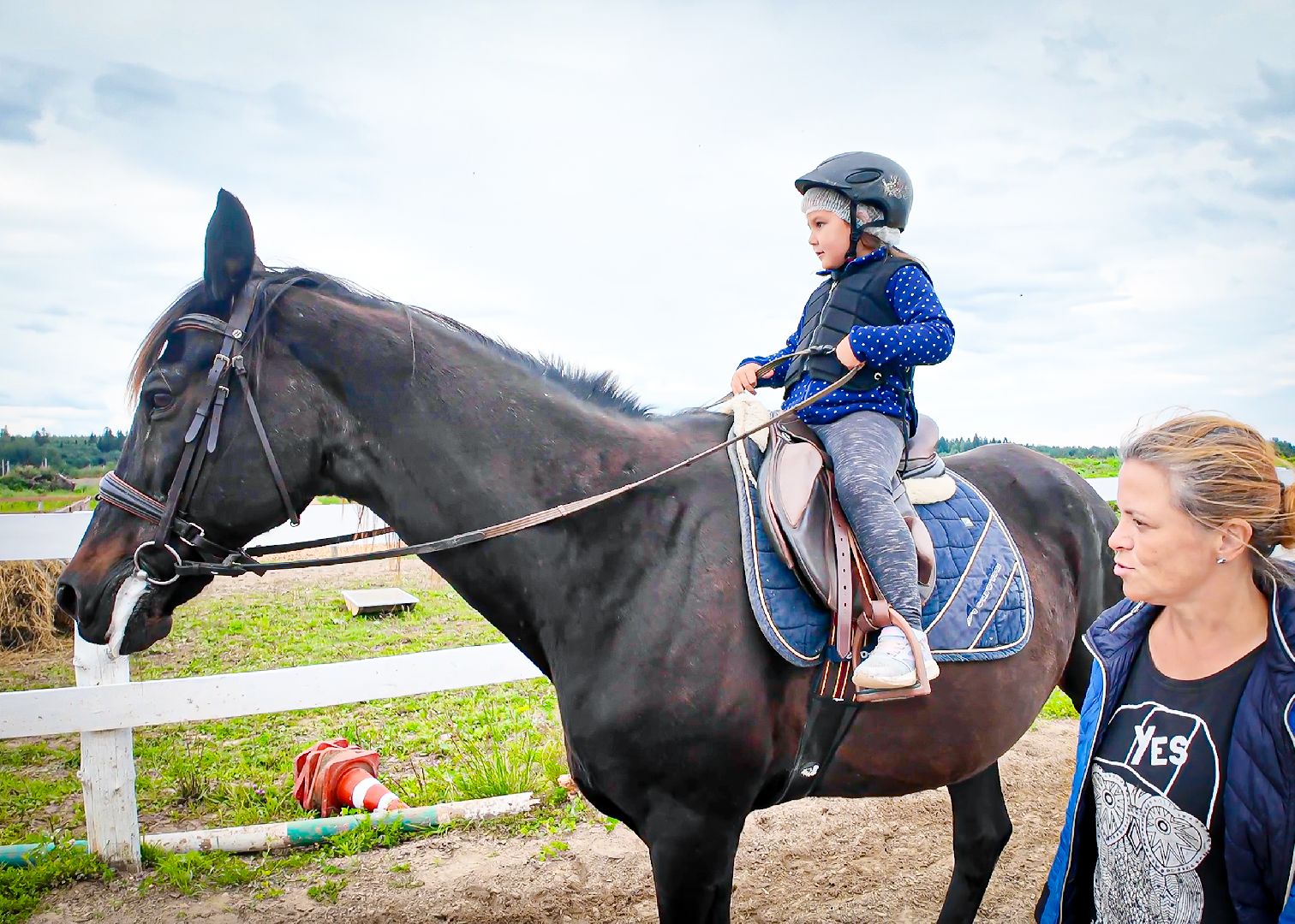 клин, общество, приюты, волонтеры,  благотворительность, помощь животным,