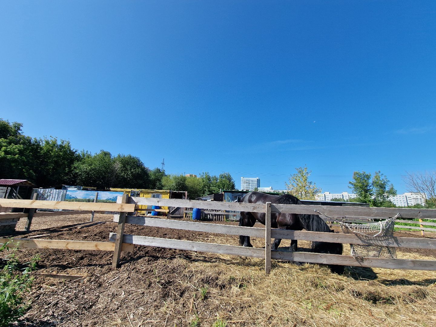 балашиха, конюшня пелагея в балашихе,фонд защита балашиха,