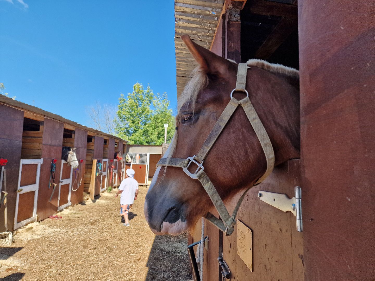 балашиха, конюшня пелагея в балашихе,фонд защита балашиха,