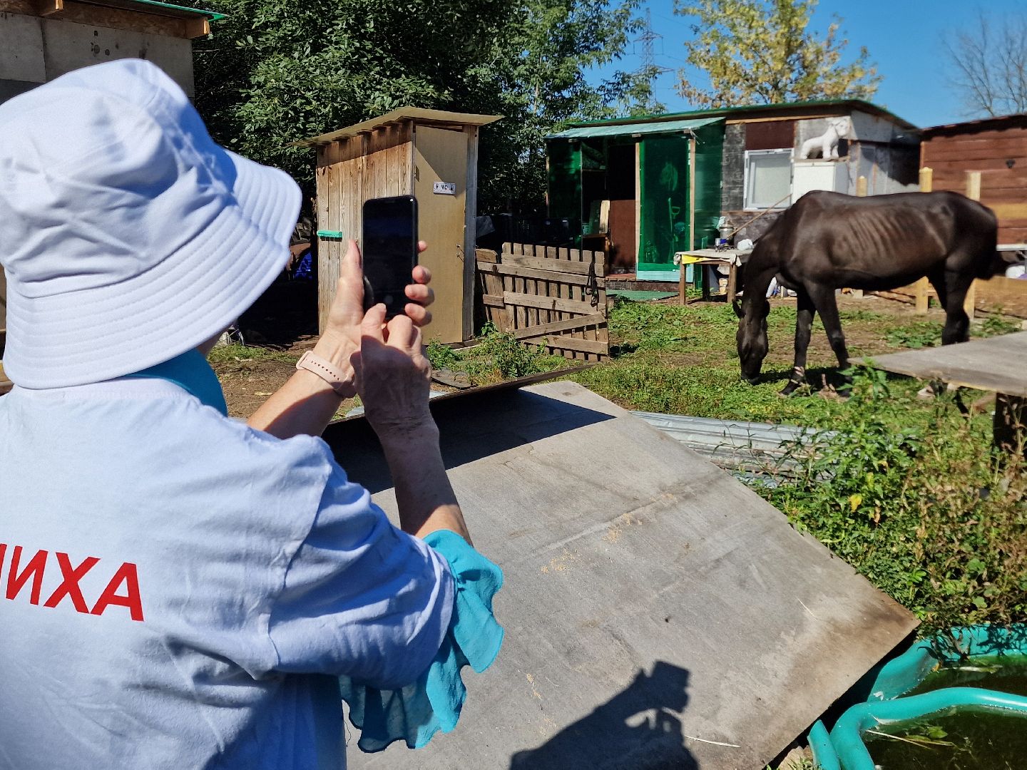 балашиха, конюшня пелагея в балашихе,фонд защита балашиха,