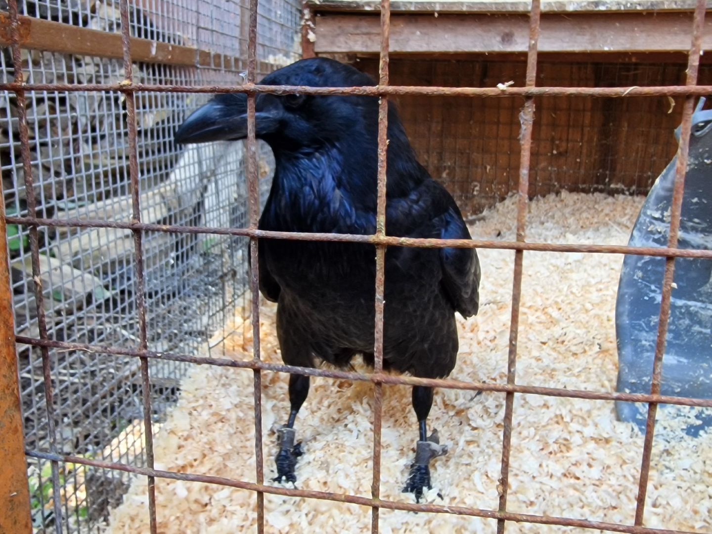 балашиха, конюшня пелагея в балашихе,фонд защита балашиха,