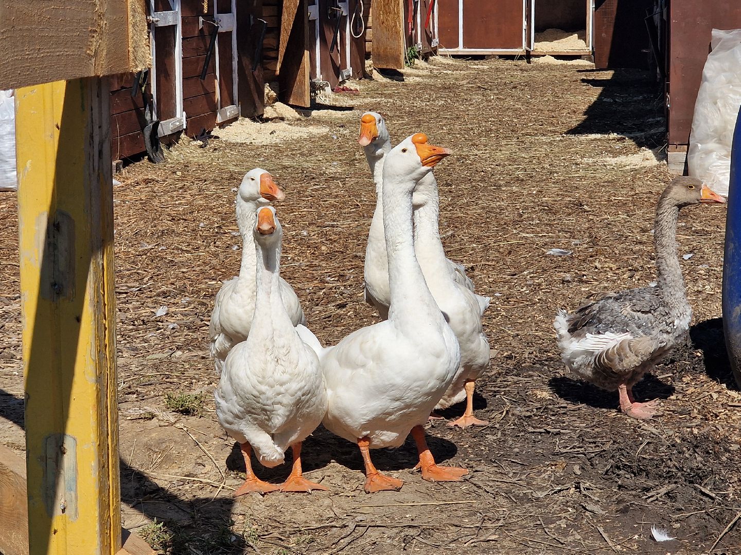 балашиха, конюшня пелагея в балашихе,фонд защита балашиха,