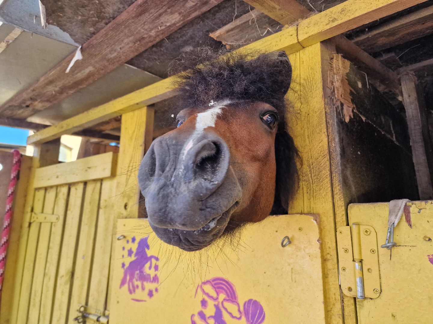 балашиха, конюшня пелагея в балашихе,фонд защита балашиха,