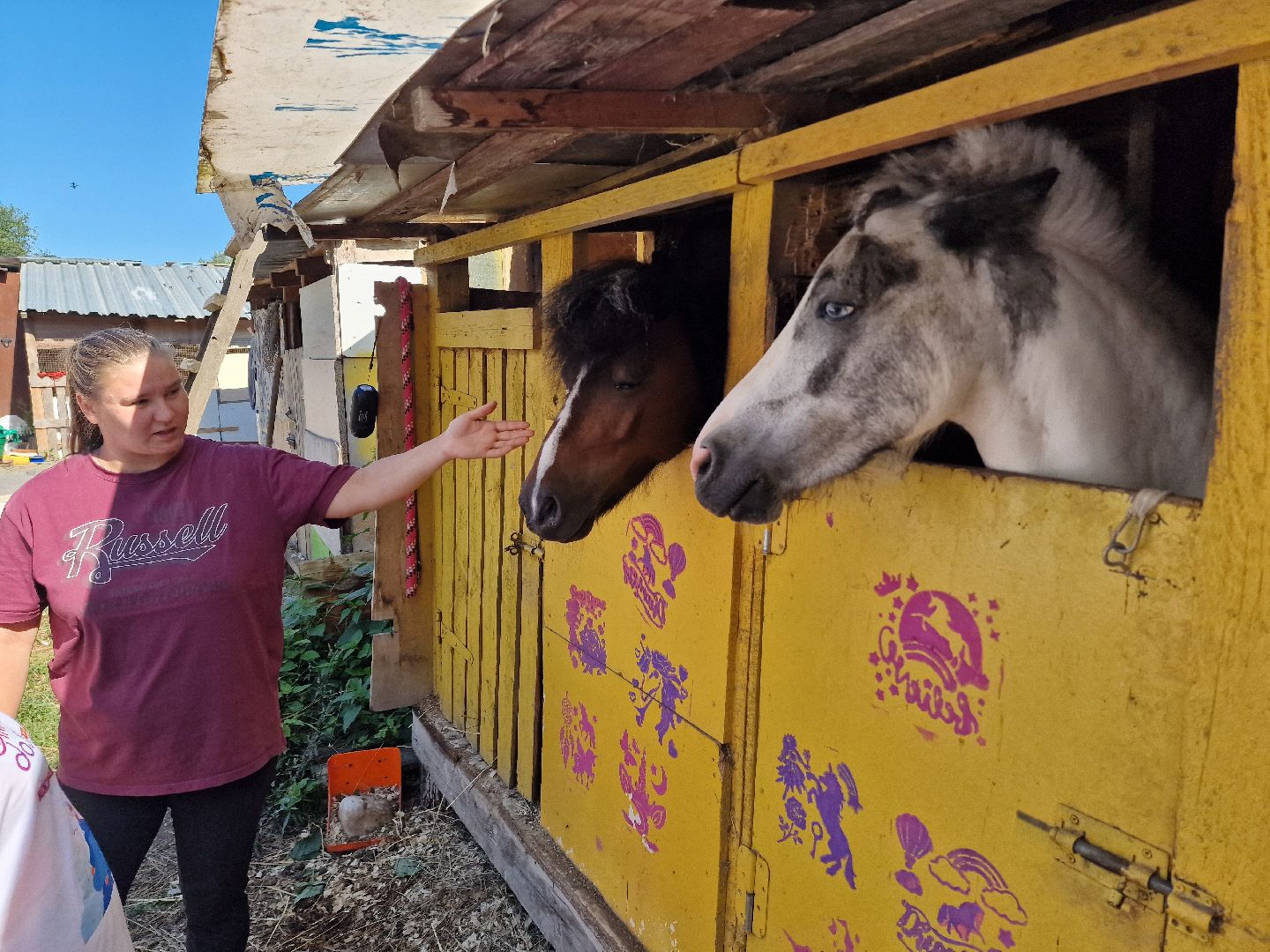 балашиха, конюшня пелагея в балашихе,фонд защита балашиха,